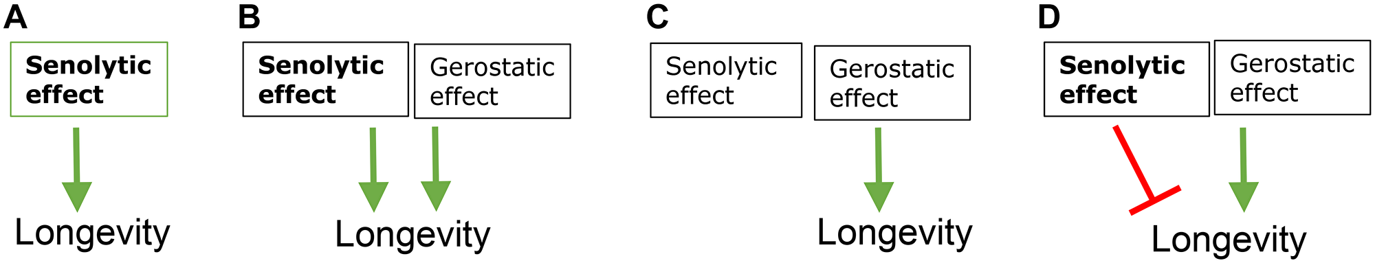 Potential mechanisms of life-extensions by fisetin and D+Q