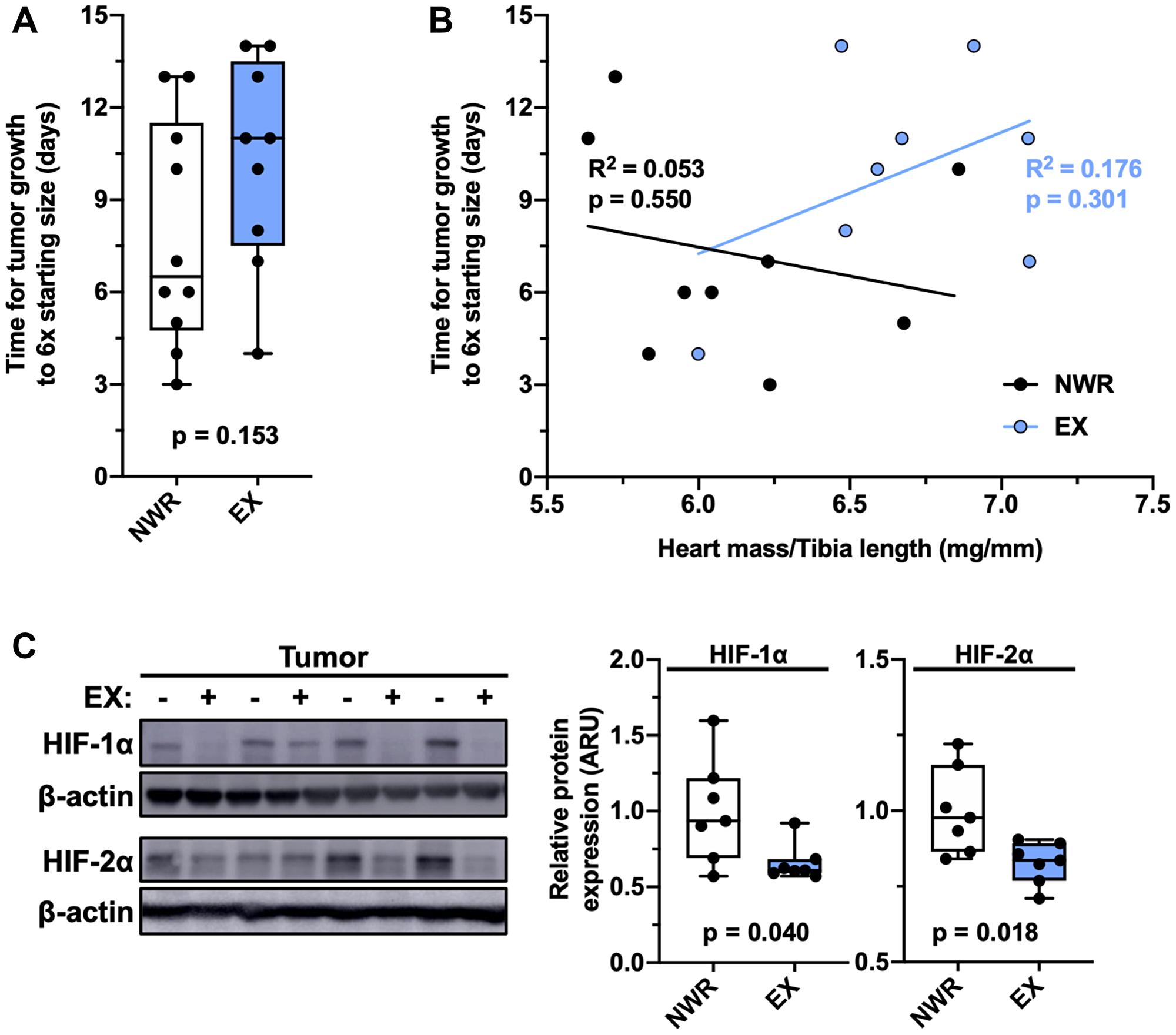 Aerobic exercise ameliorates intratumoral hypoxia