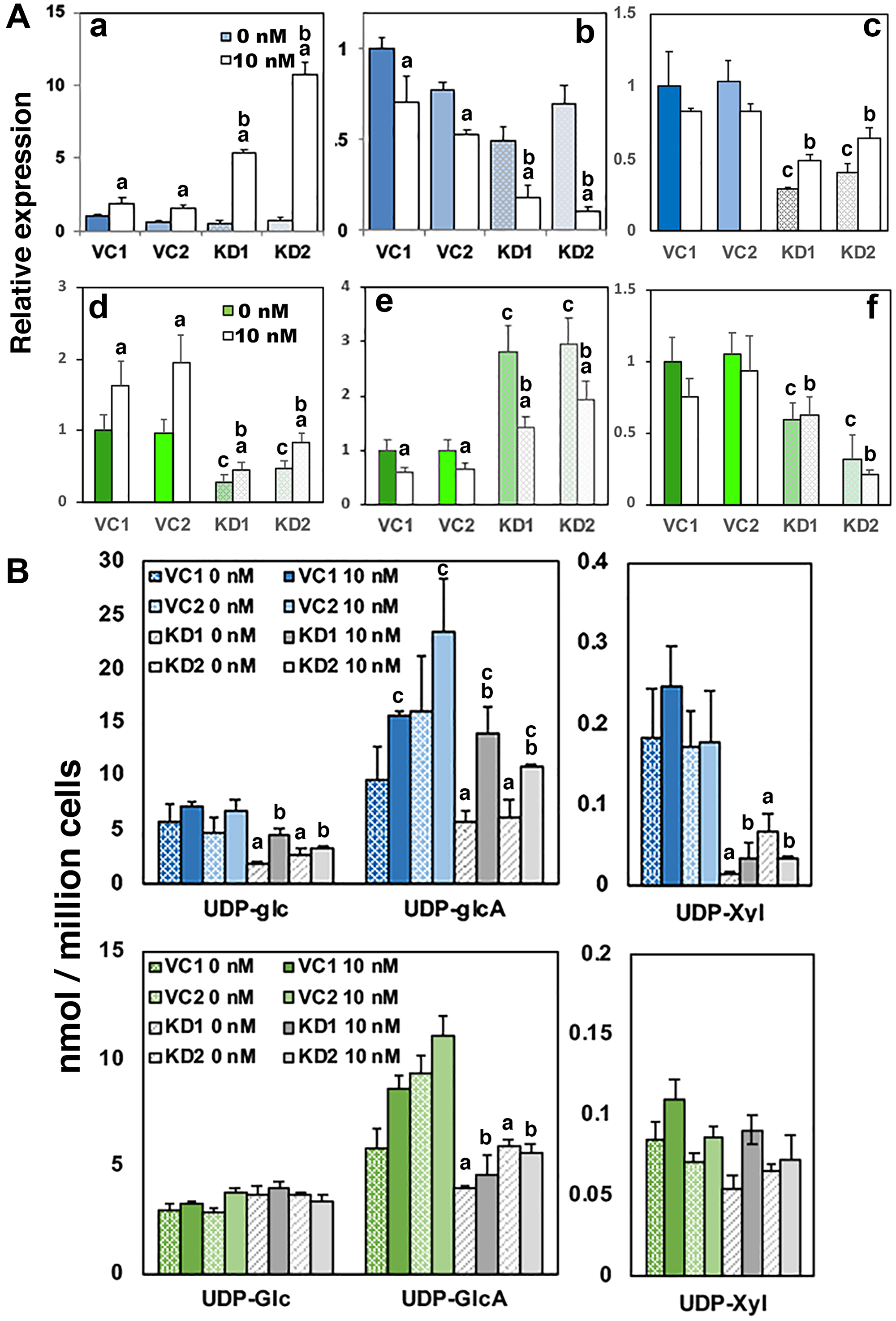 Loss of UGDH promotes AR-dependent gene expression and reduces proteoglycan production while sustaining glucuronide output