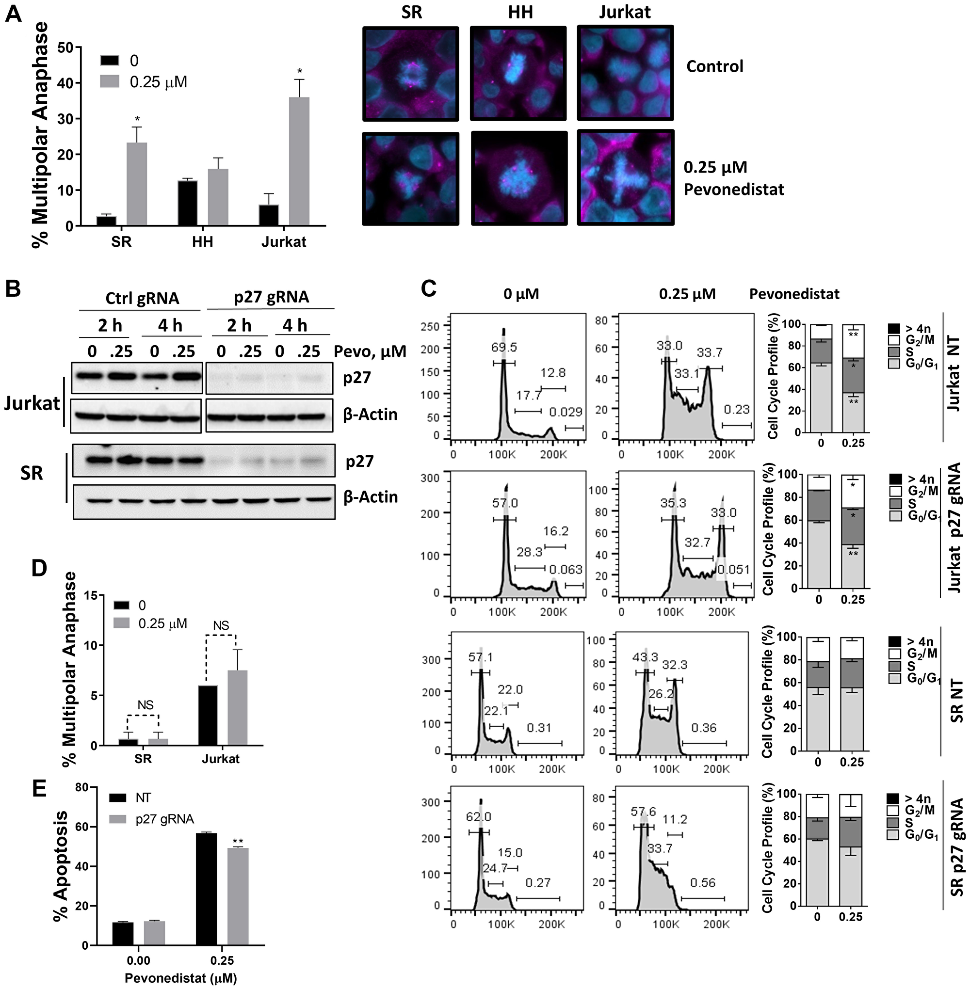 Malignant T-cells undergo anaphase catastrophe following NAE inhibition
