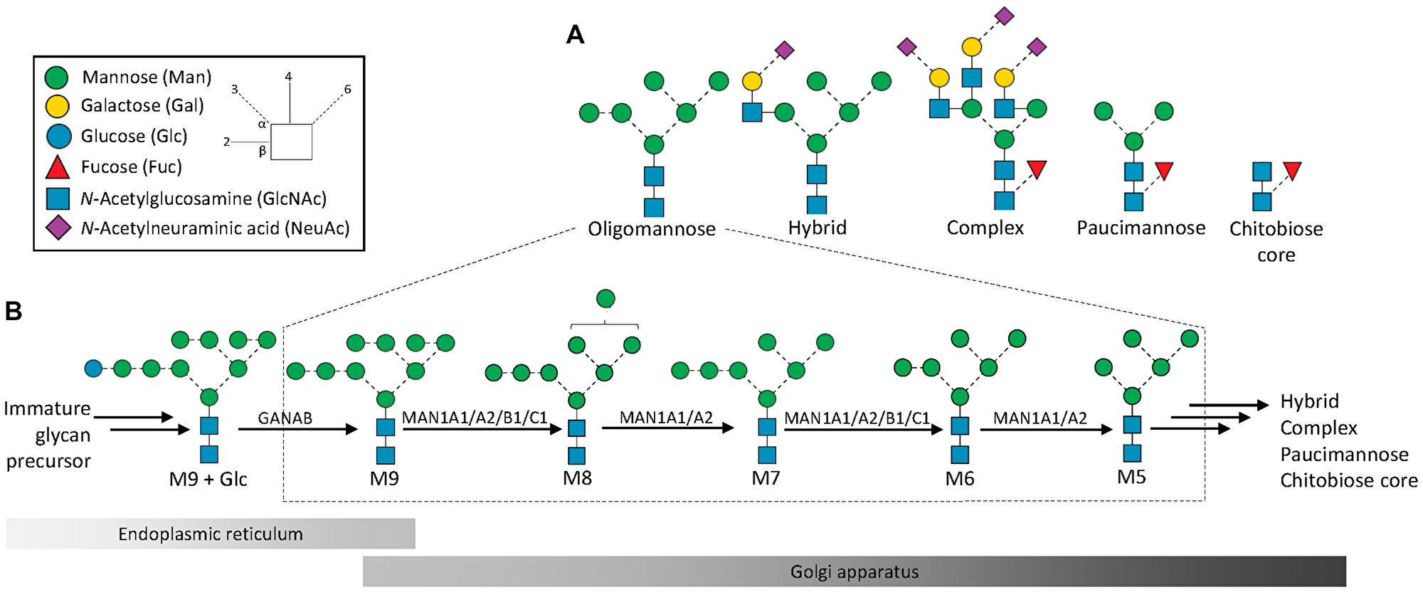 Structures, nomenclature and biosynthesis of protein oligomannosylation