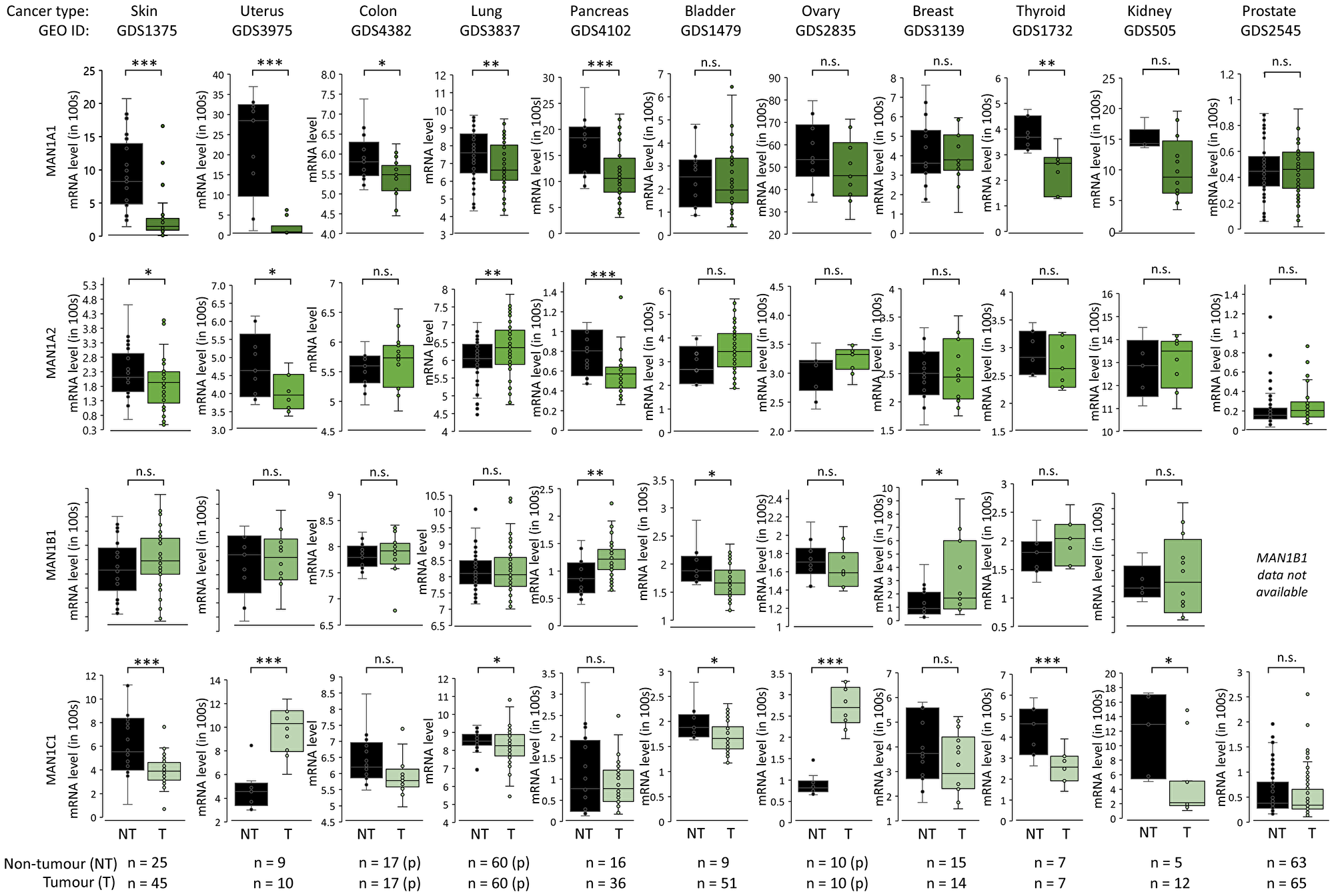 α1,2-mannosidase expression patterns in cancer