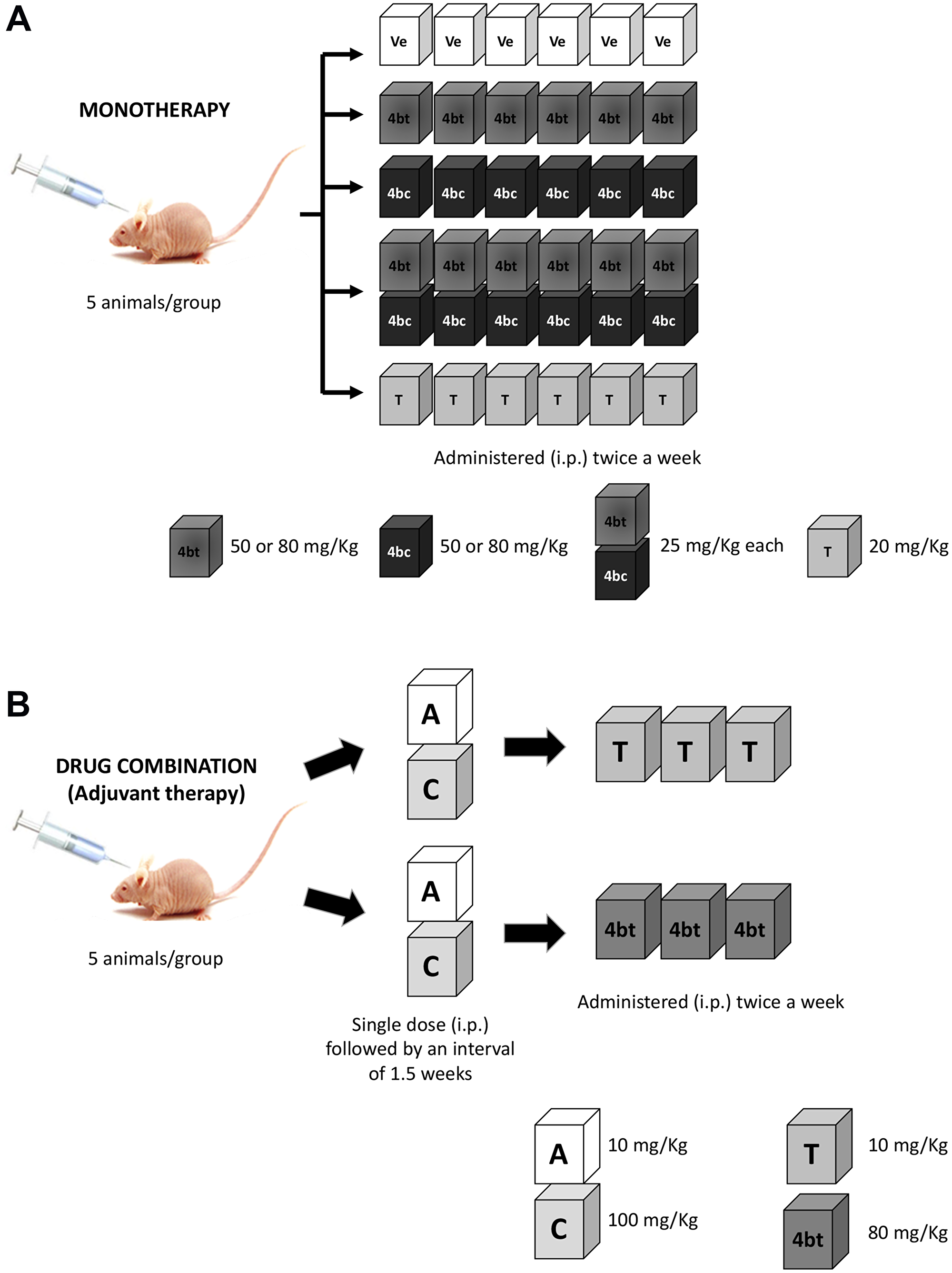 Scheme of therapeutic regimen applied in Balb-c/nude mice bearing breast cancer