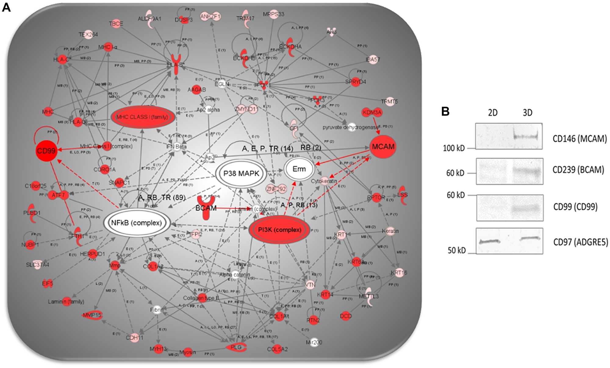 (A). IPA network analysis of differentially expressed proteins showing a merged network generated from overlapping networks 2, 6 and 17, featuring CD99, CD239 and CD146, depicting direct (i.e., full red lines) and indirect (i.e., dotted red lines) interactions (i.e., highlighted in red), previously described in the literature. (B) Comparative WB analysis showing cropped images of CD99, CD239 and CD146 in 3D- and 2D-cultured NCI-H23 cells.