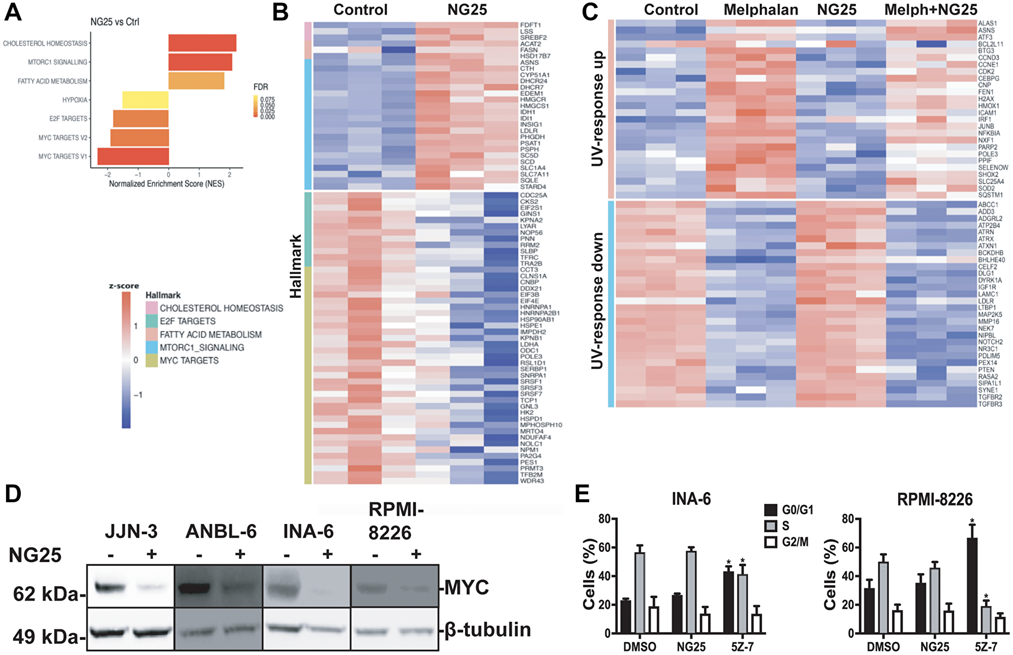 NG25 reduce transcription of oncogenic survival programs