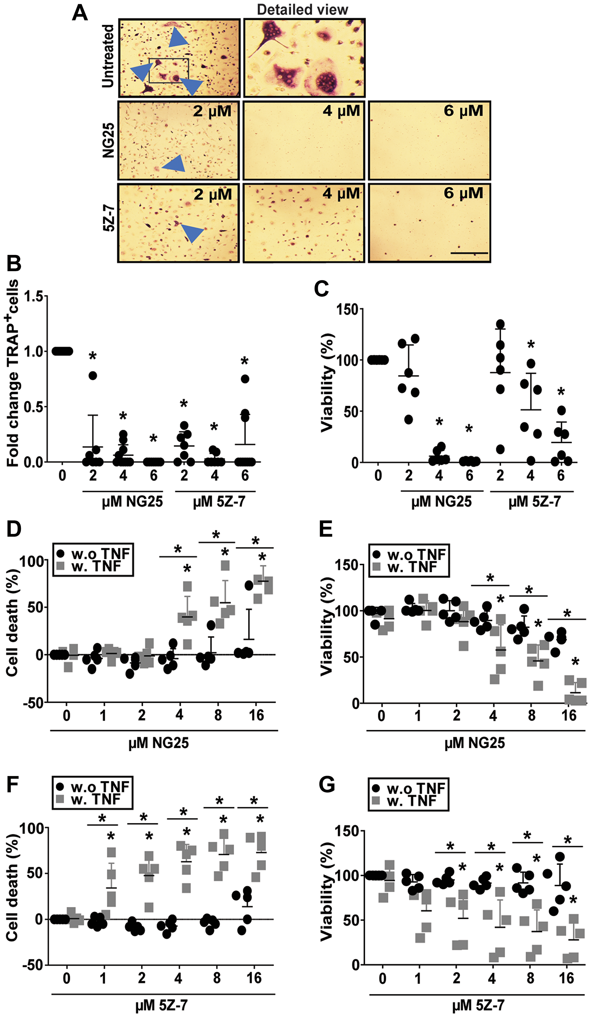 NG25 and 5Z-7 reduce viability and number of differentiating osteoclasts and trigger TNF-dependent cell death in pre-osteoclasts