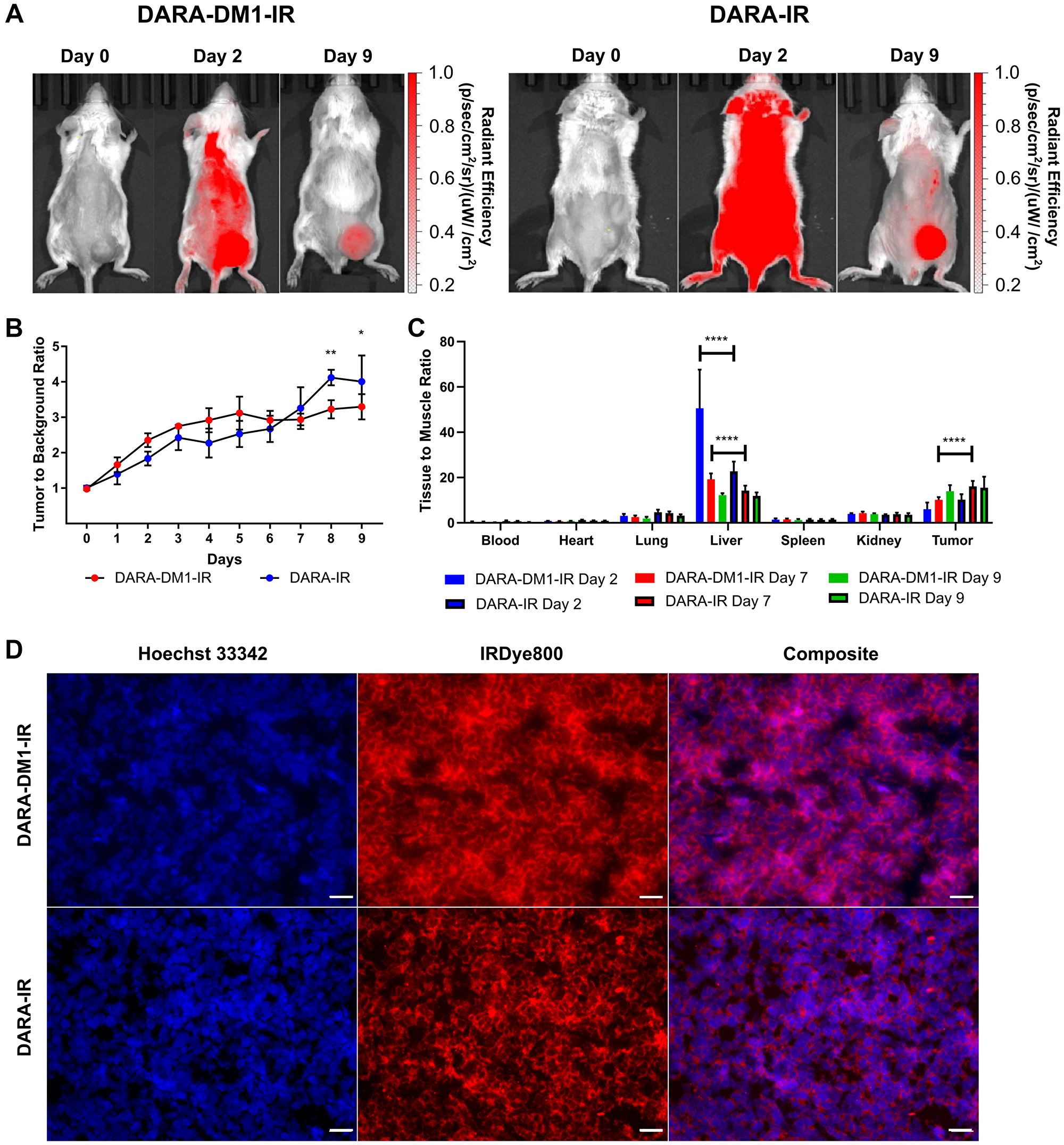 High contrast observed with DARA-DM1-IR at longer time points in MM.1S SQ mice