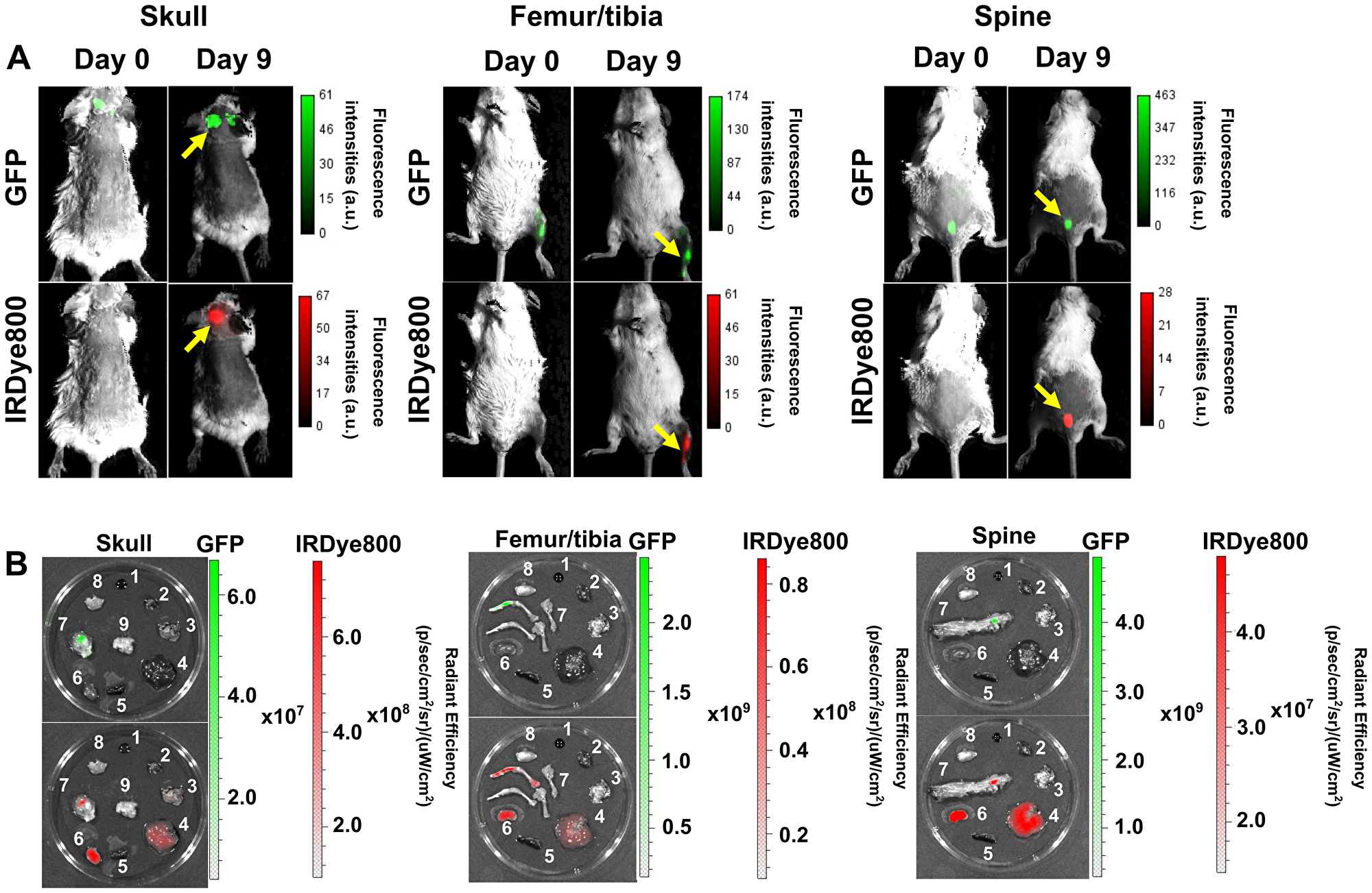 Specific binding of DARA-DM1-IR to cancerous bone marrow regions in MM.1S IV mice