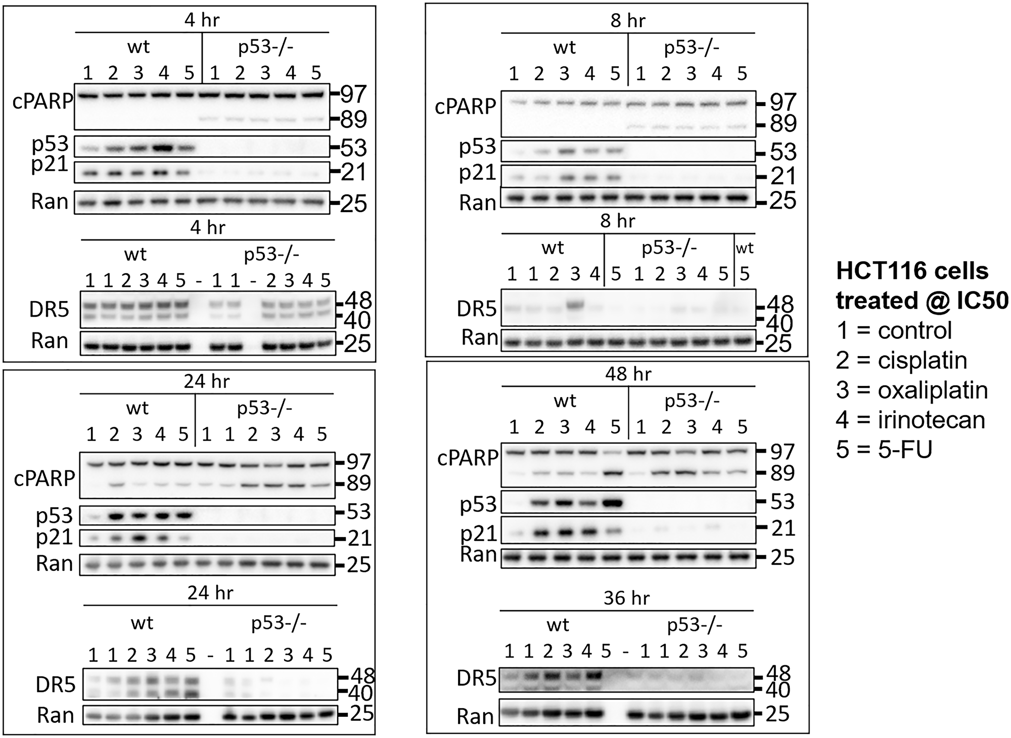 Drug-specific variability in the kinetics of the p53 response to 5-FU, CPT-11, oxaliplatin, and cisplatin in human colorectal cancer cells