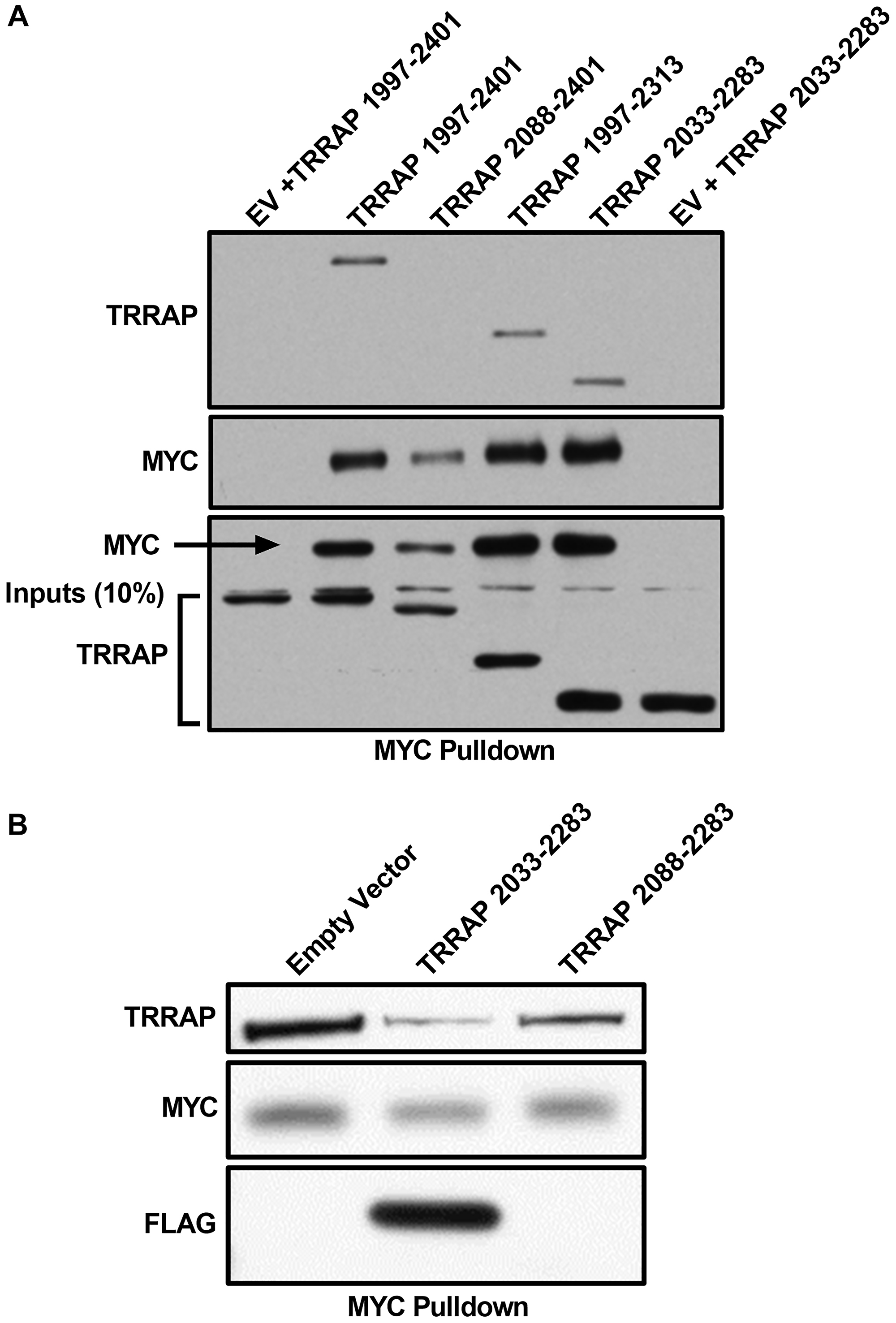 TRRAP 2033-2283 is the minimal MYC-binding domain
