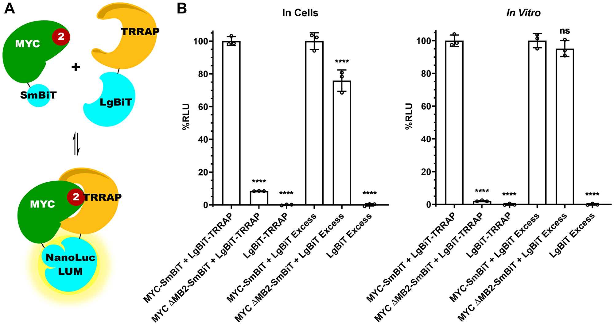 MYC:TRRAP luminescence complementation platform is MB2-dependent