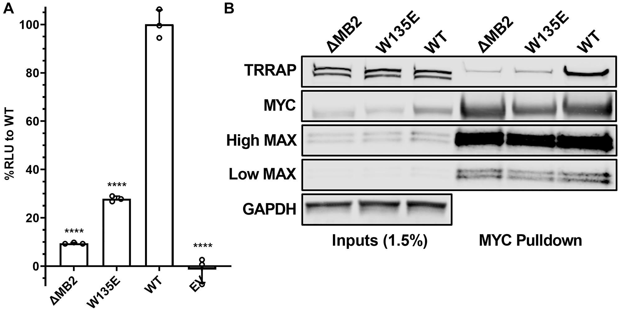 W135 is essential for MYC:TRRAP