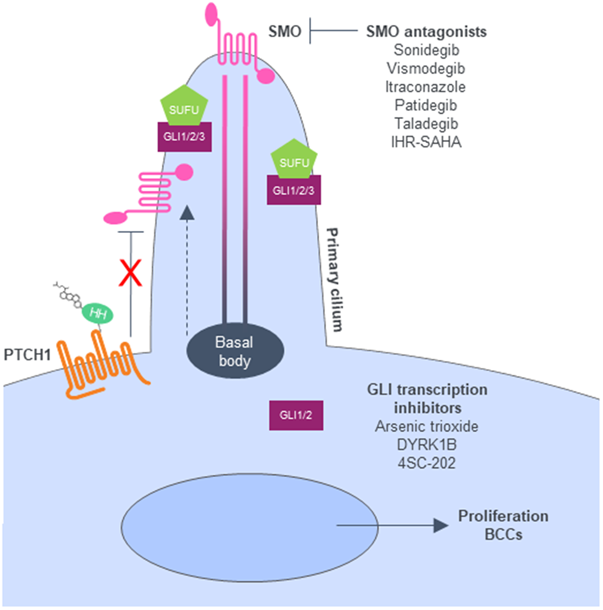 Hedgehog signaling pathway