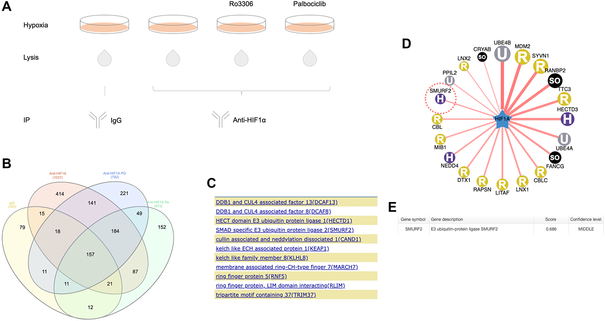 Proteomic analysis of immunoprecipitated HIF-1α from hypoxic colon cancer cells