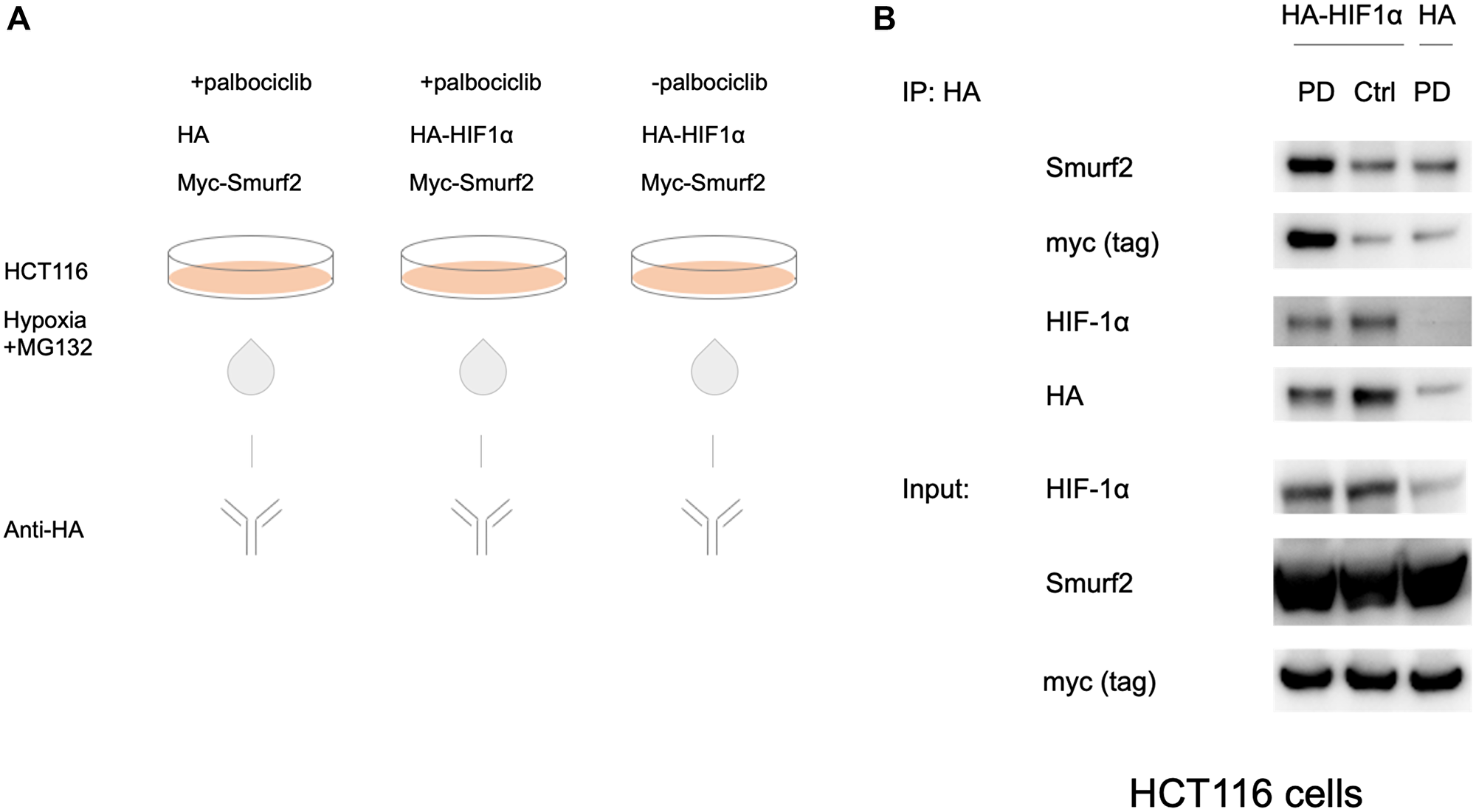 Interaction between HIF-1α and Smurf2