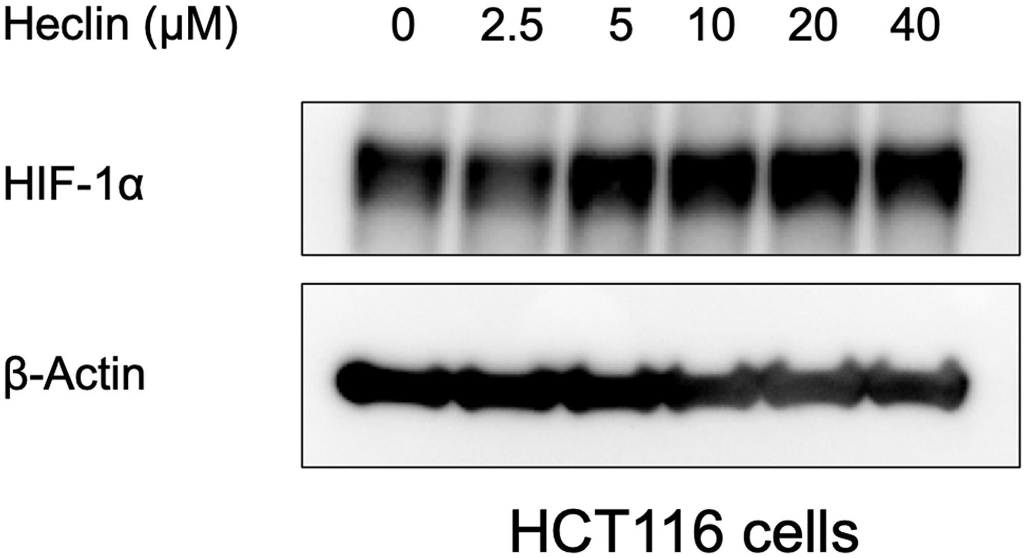 Heclin treatment elevates HIF-1α expression levels