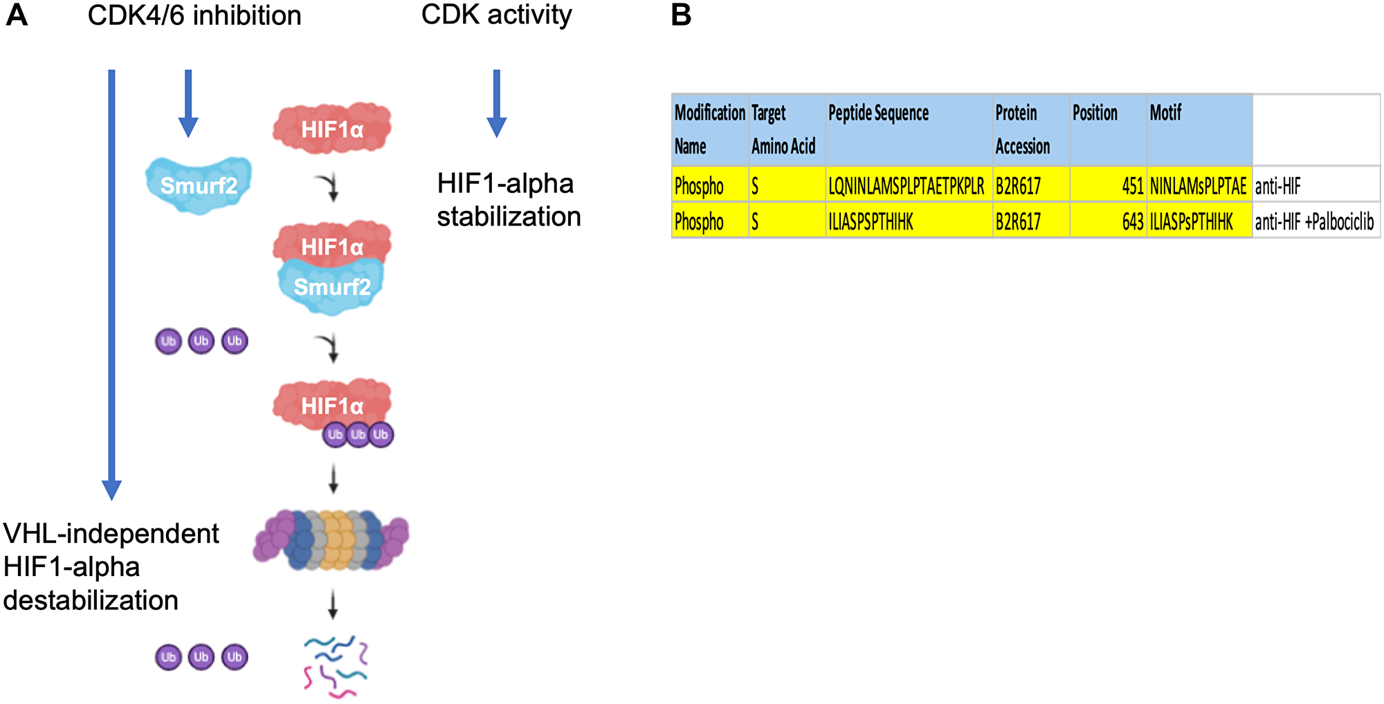 Proposed model of Smurf2-mediated HIF-1α regulation