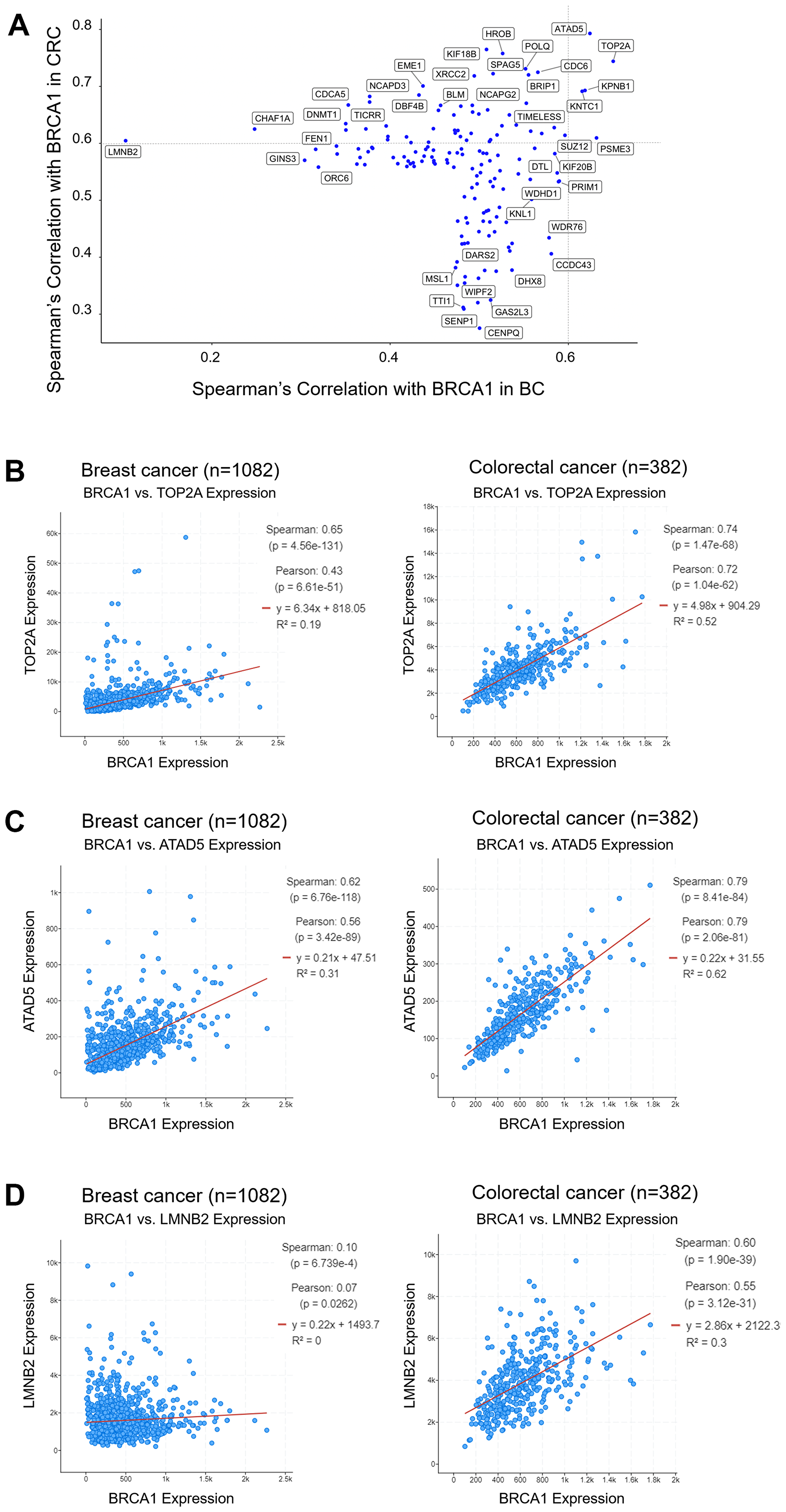 TOP2A and ATAD5 mRNA expression correlates with BRCA1 mRNA expression in BC and CRC, whereas LMNB2 expression only correlates with BRCA1 expression in CRC