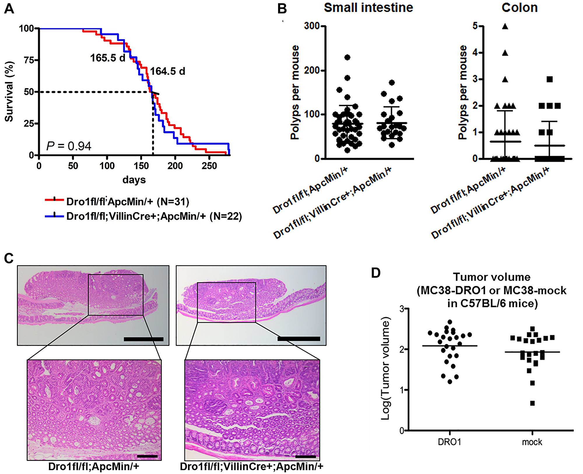 Colon tumor development is unaffected by epithelial Dro1/Ccdc80