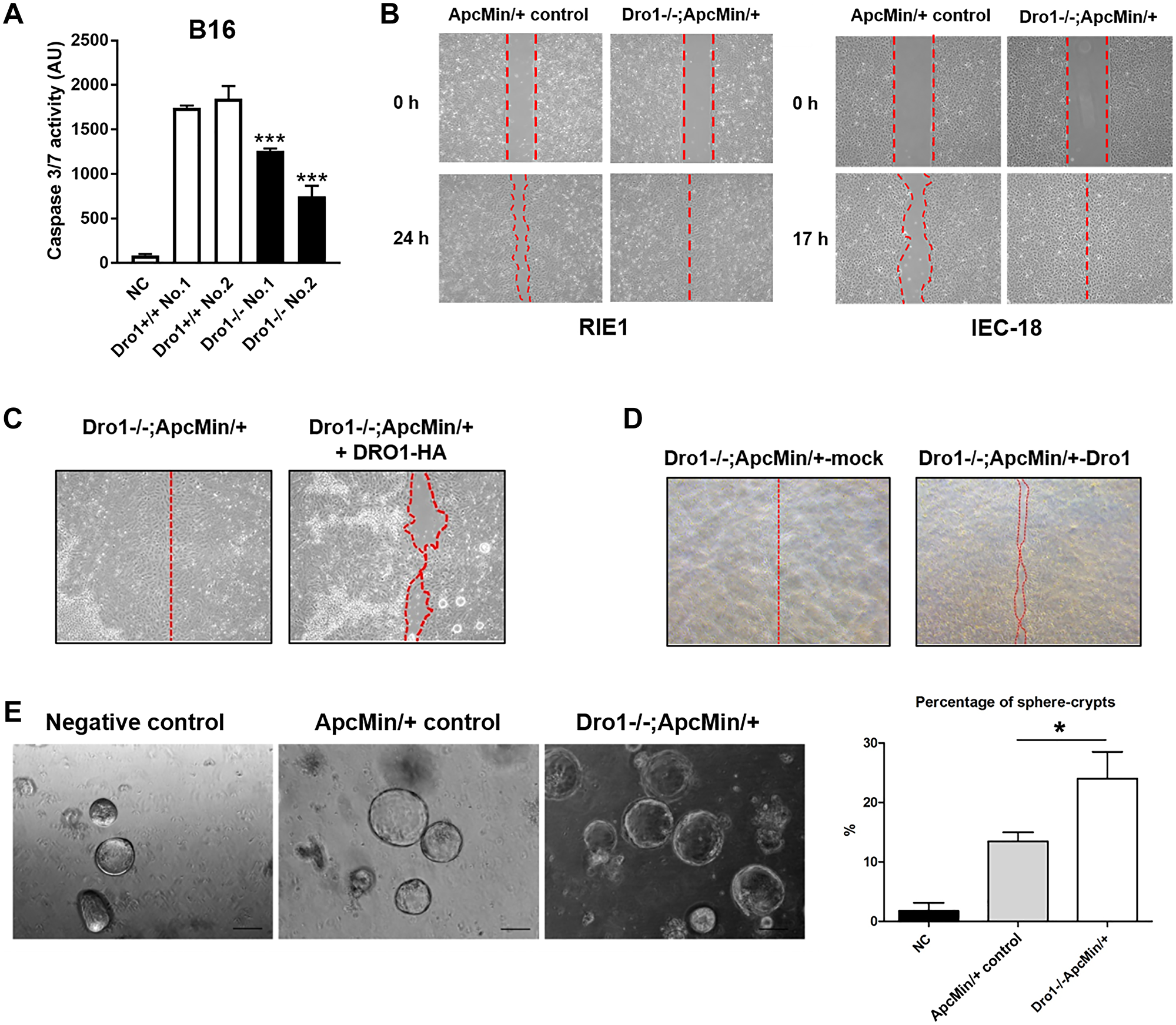 Inactivation of Dro1/Ccdc80 in stromal cells inhibits cancer cell apoptosis and promotes migration and sphere crypt formation of intestinal epithelial cells