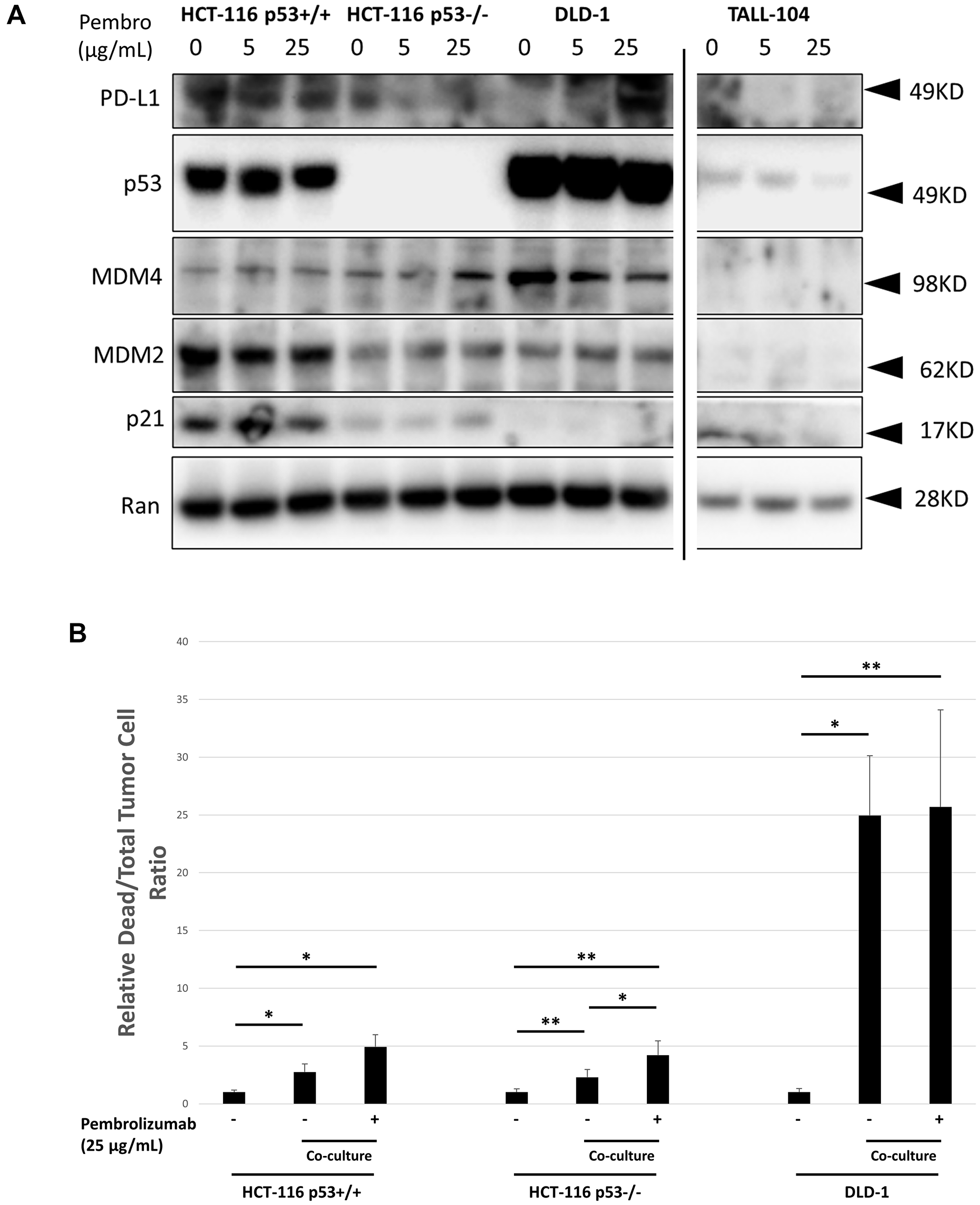 In vitro characterization of human CRC cell line response to co-culture with TALL-104 human CD8+ T-cells and anti-PD-1 therapy