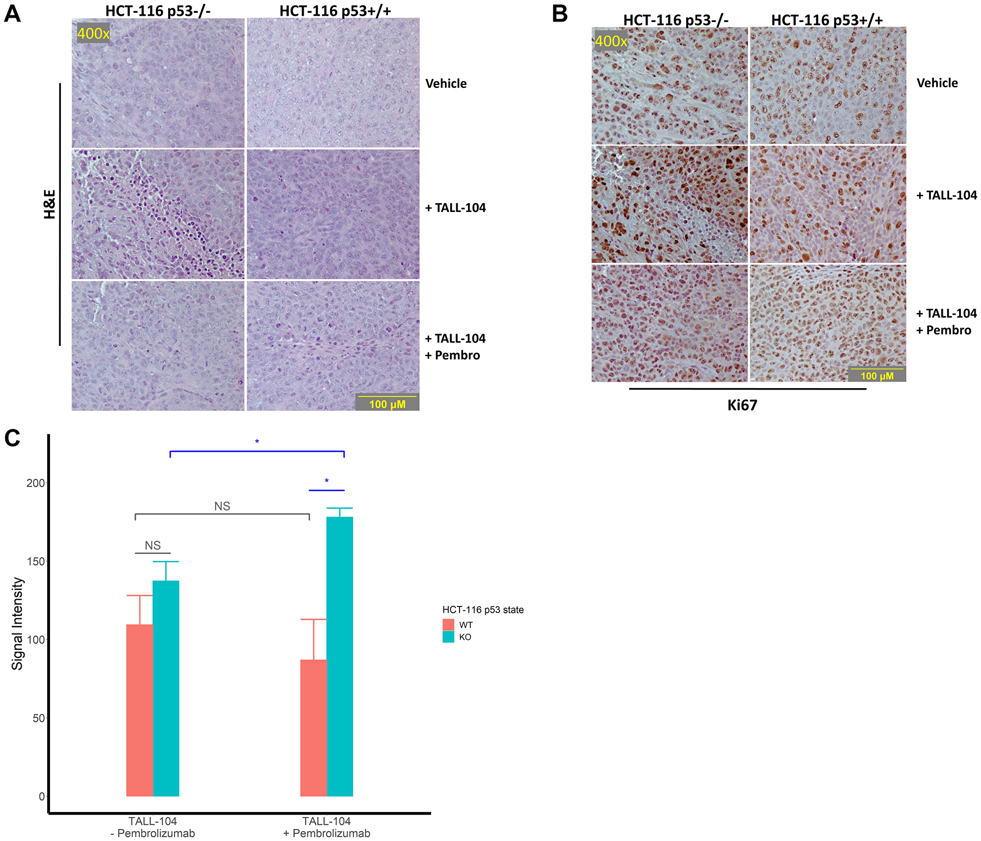 Histological assessment of tumor sections for proliferation