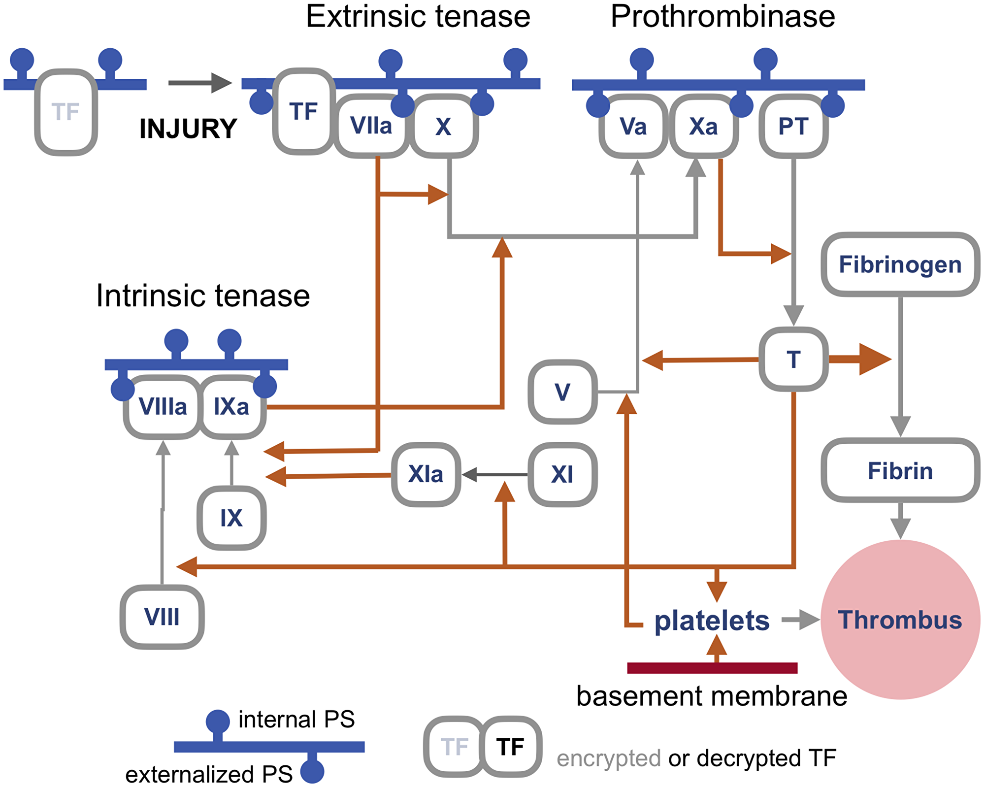 An outline of the blood coagulation cascade