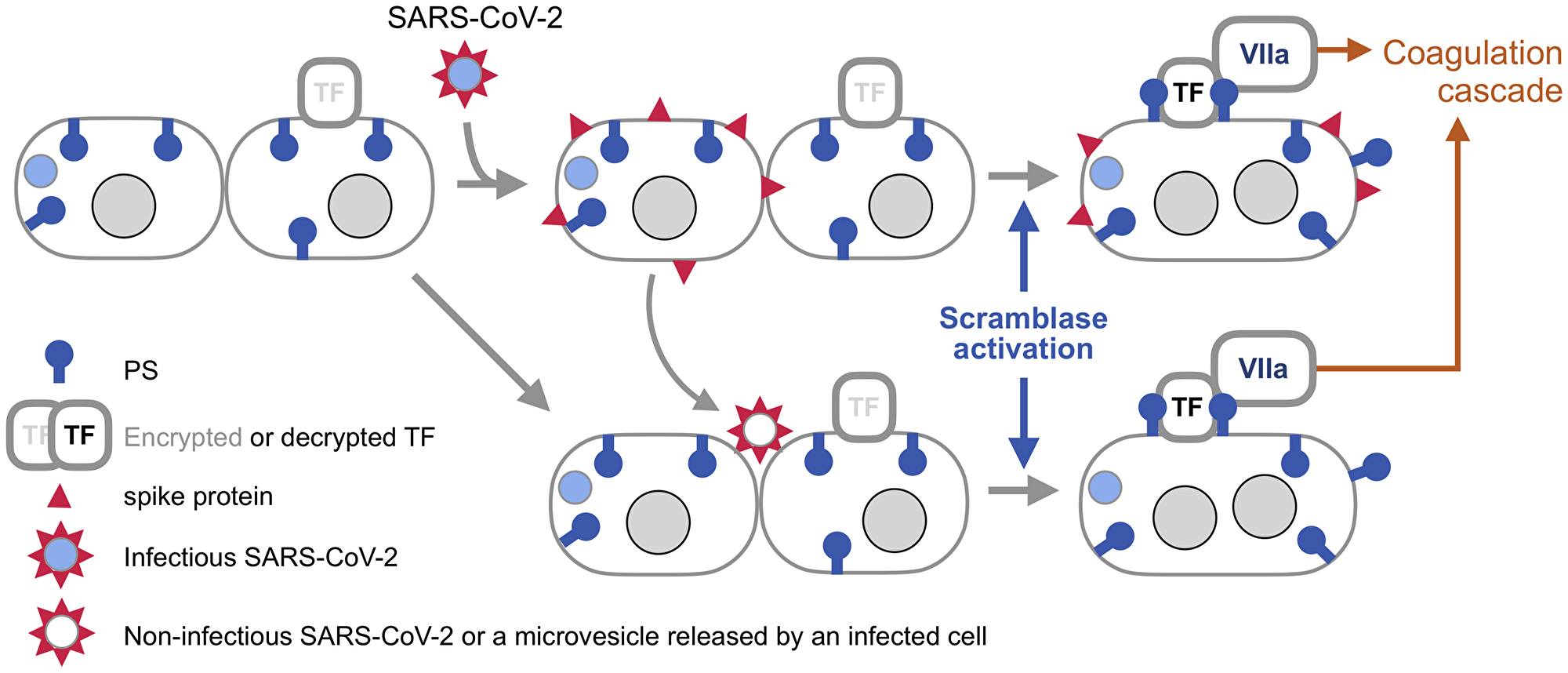 Syncytia induced by SARS-CoV-2 spike as a platform for triggering blood coagulation cascade