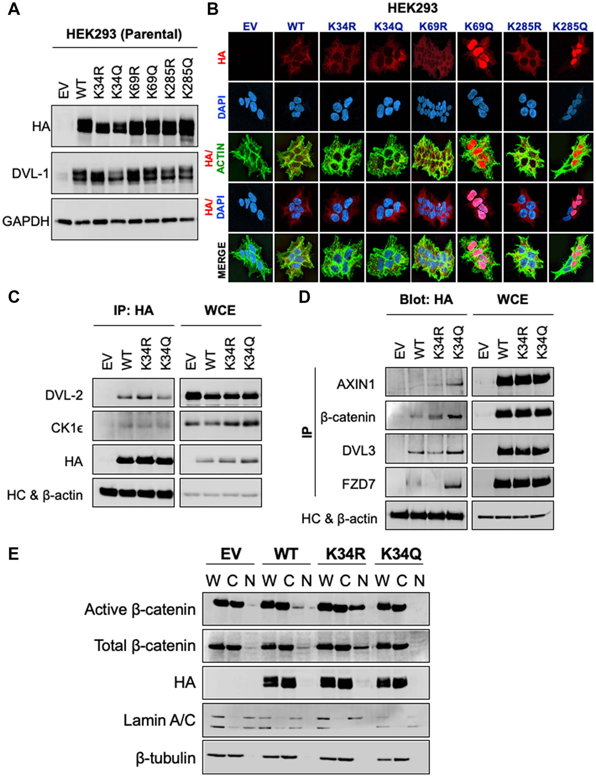 K34 residue regulates DVL-1 protein-protein interaction and entry of β-catenin into the nucleus, while K69 and K285 are critical for DVL-1 subcellular localization