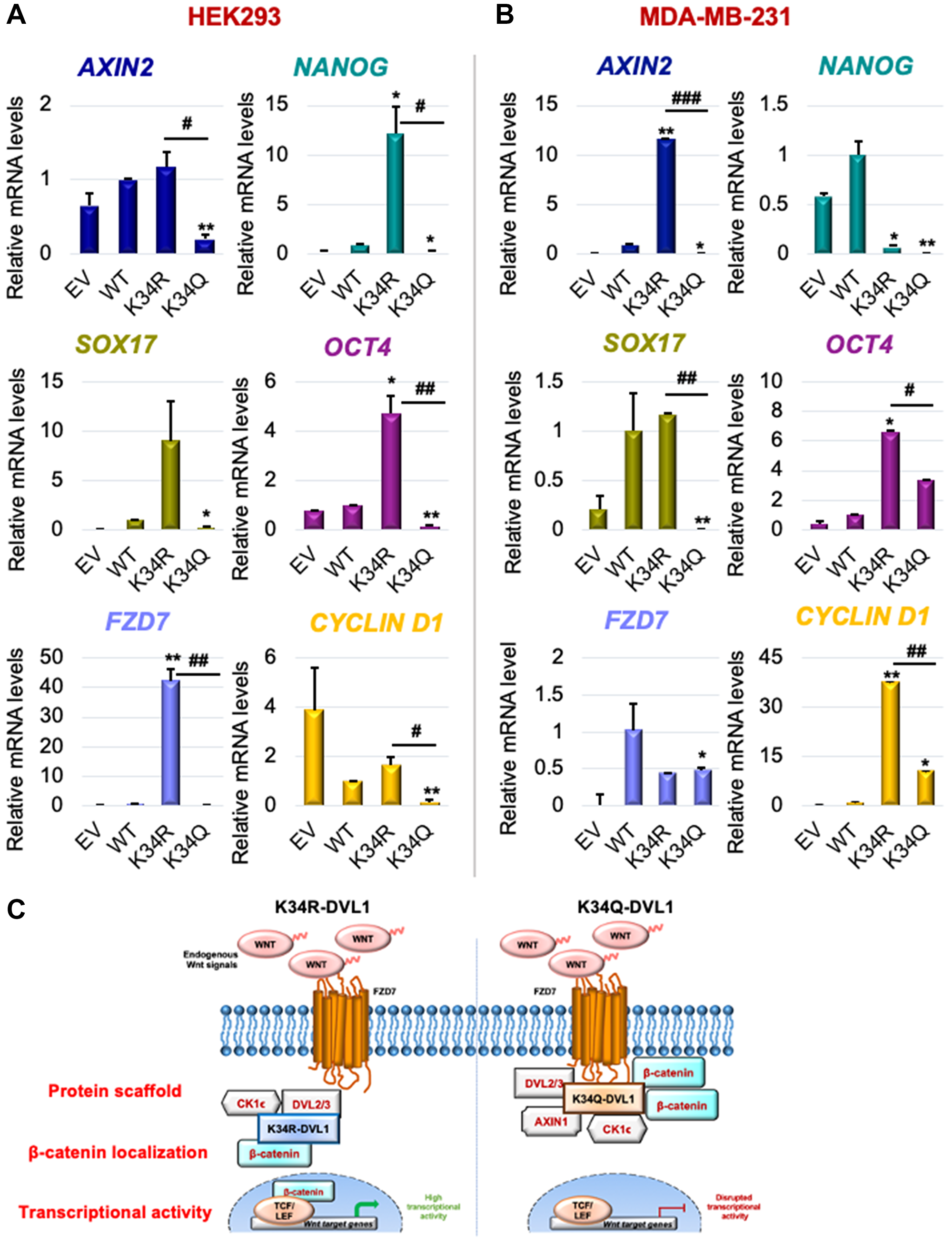 Conserved K34 residue on DVL-1 regulates canonical WNT target gene expression in various cellular models