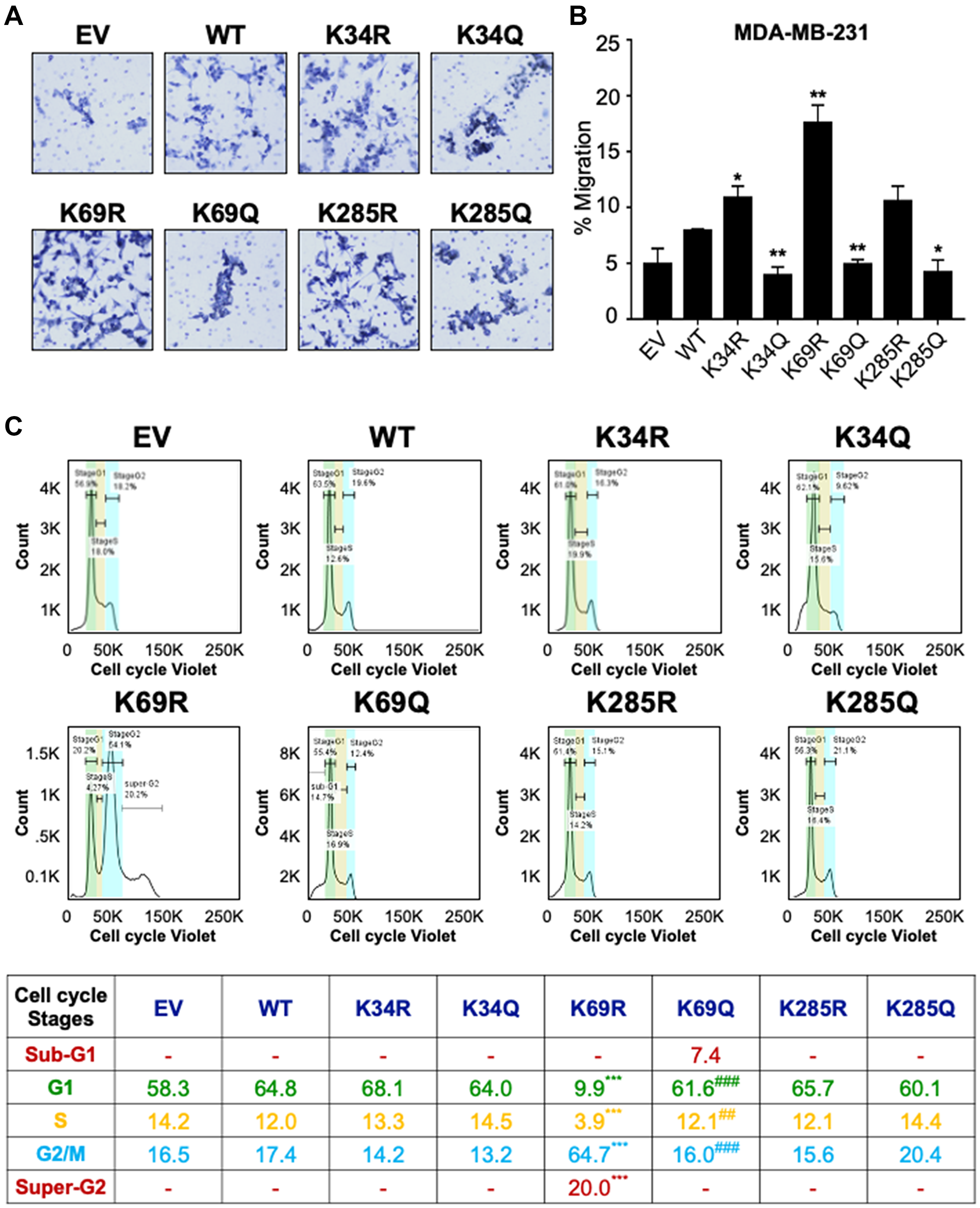 Conserved DVL-1 lysines at DIX and PDZ domain regulates cell migration and cell cycle progression in breast cancer cells