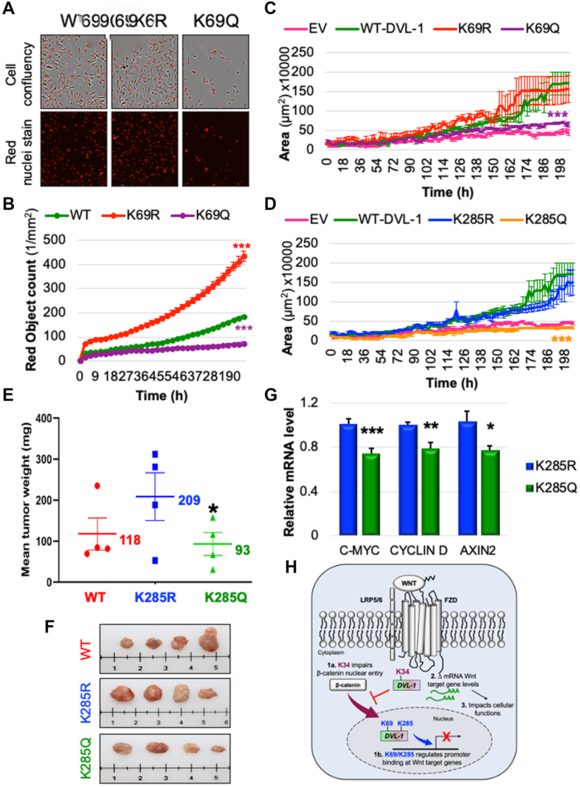 K69 and K285 residues significantly influence rate of cell proliferation and xenograft tumor growth respectively in MDA-MB-231 cells