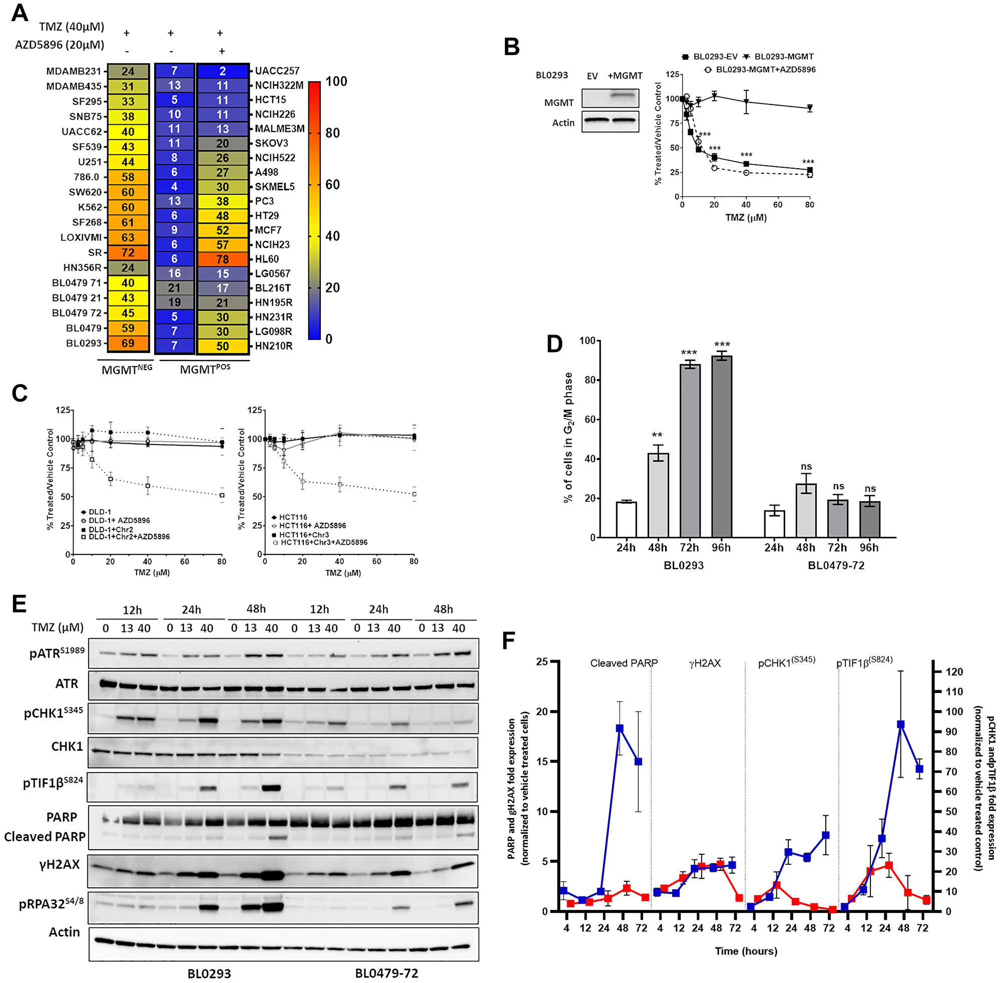 Response of cancer lines to temozolomide in the context of MGMT and MMR