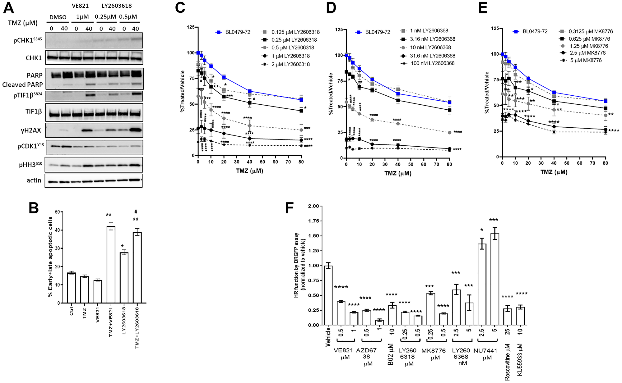 Similar to ATR inhibition, CHK1 inhibition induces DSB signaling, decreases HR-dependent DNA repair and sensitizes cells to TMZ
