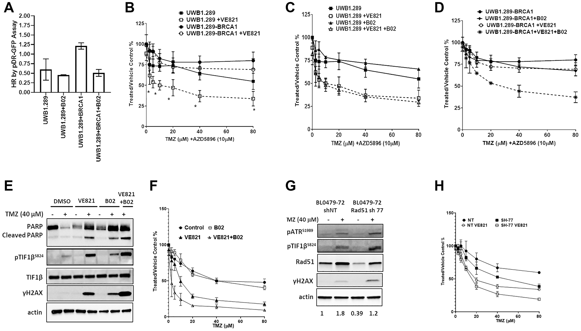 HR deficiencies sensitize cancer cell lines to the combination of TMZ and ATRi