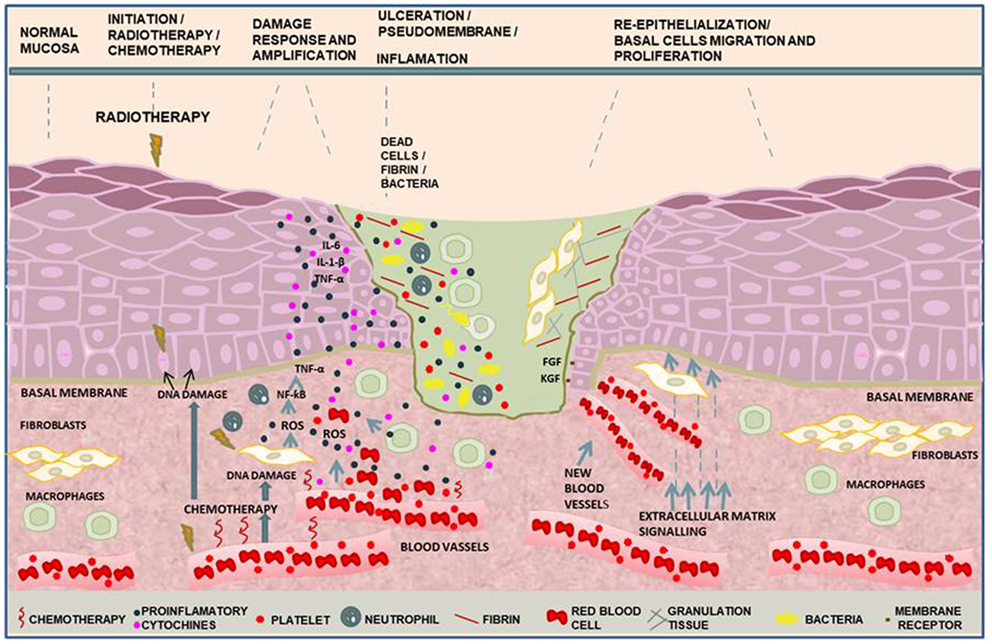 Molecular pathways in the phases of oral mucositis induced by cancer therapy