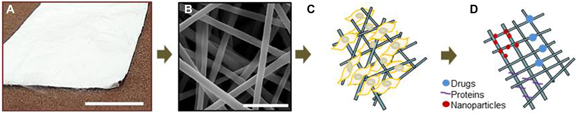 Electrospun PLGA scaffold for tissue engineering application
