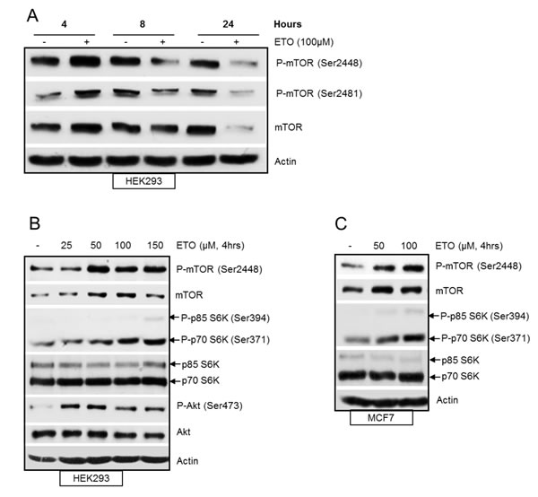fig1