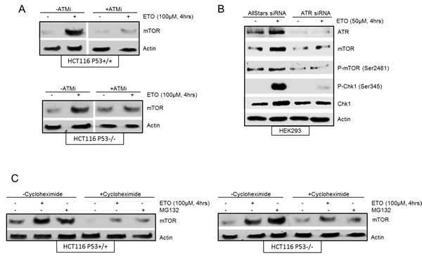 fig2