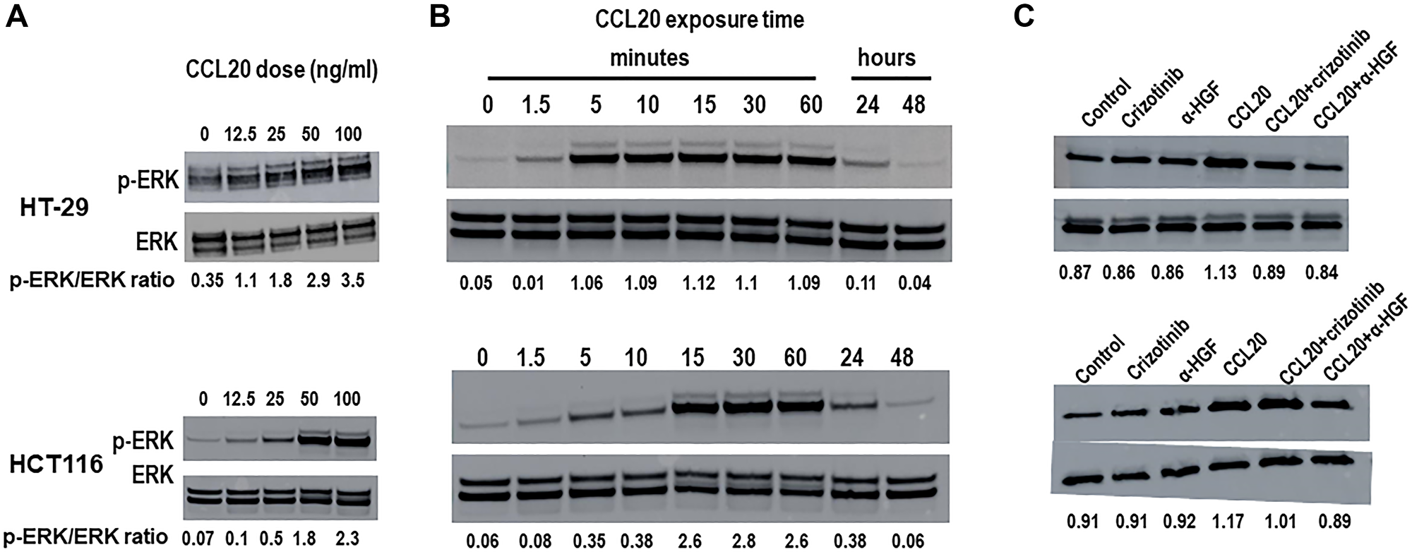 CCL20 induces HGF-dependent ERK phosphorylation in colorectal cancer cells