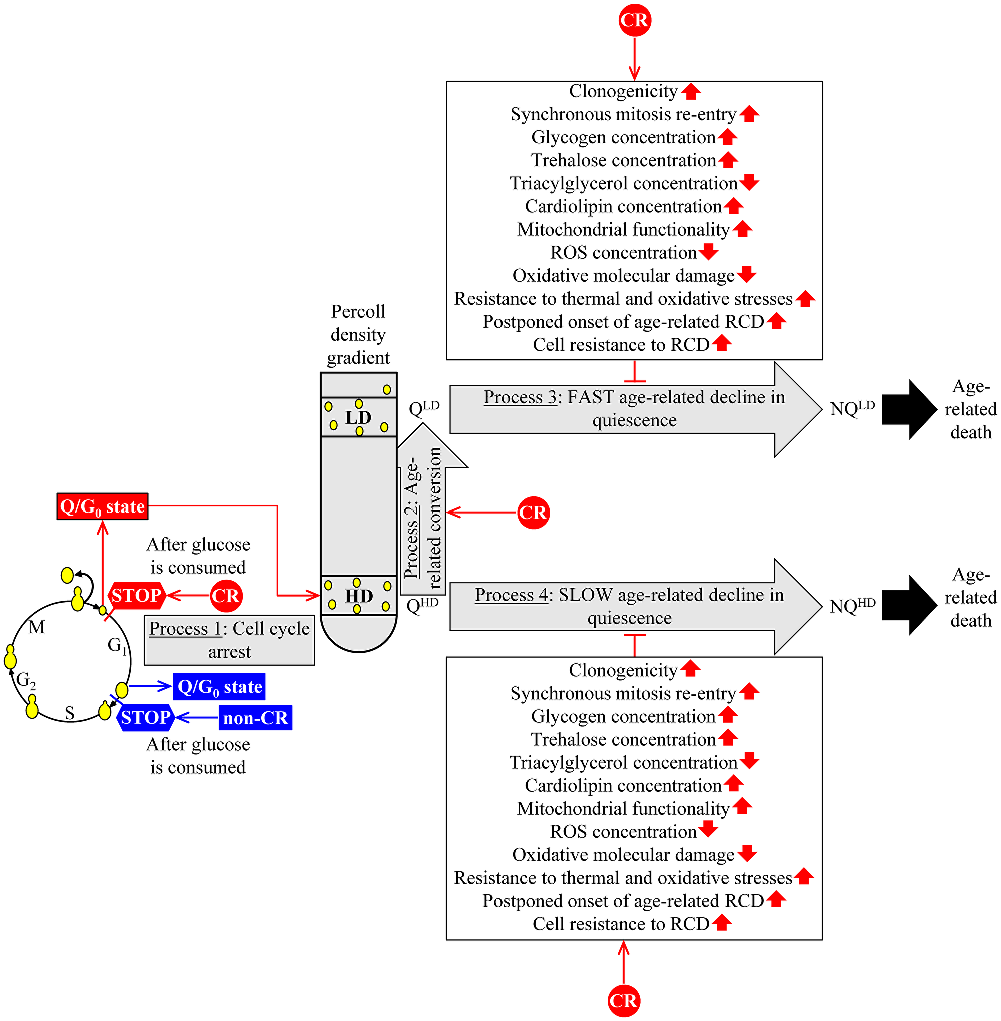 A hypothetical mechanism through which CR could slow yeast chronological aging by affecting the characteristic features of Q cells and their age-related dynamics