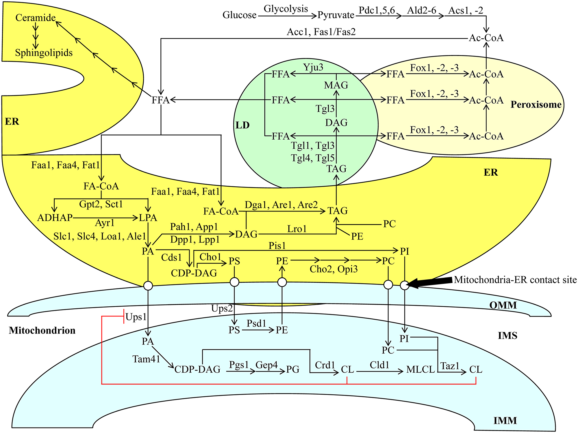 Metabolic and interorganellar transport processes catalyzed by enzymes residing in the cytosol, ER, mitochondria, LDs, and peroxisomes alter the concentrations of various lipid classes in yeast cells