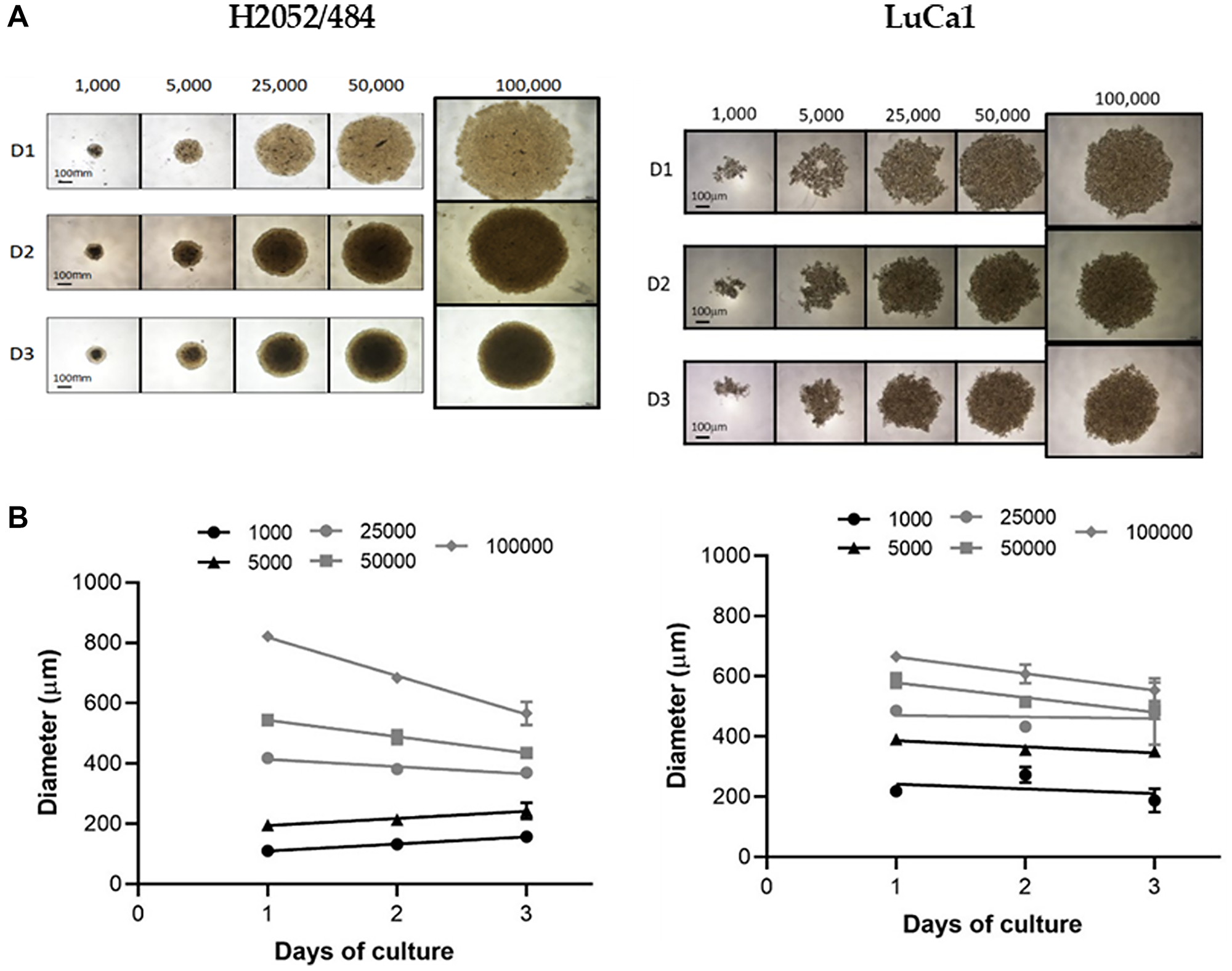 Spheroid morphology and size for increasing seeding densities