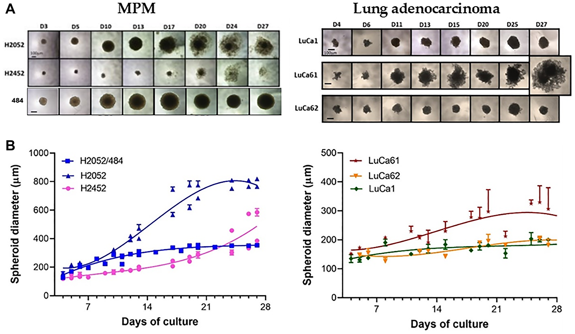 MPM and lung adenocarcinoma spheroid growth kinetic