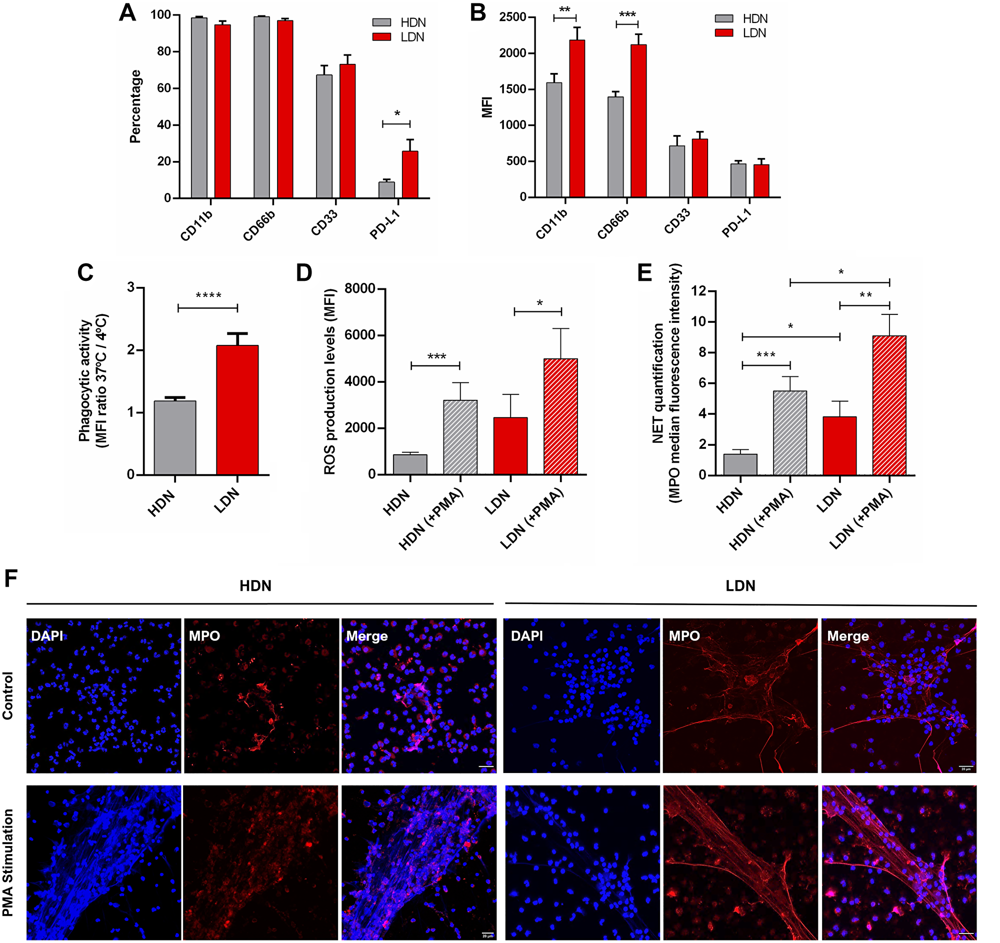 Low density neutrophils are more activated, have a higher phagocytic capacity, produce more reactive oxygen species and neutrophil extracellular traps than high density neutrophils