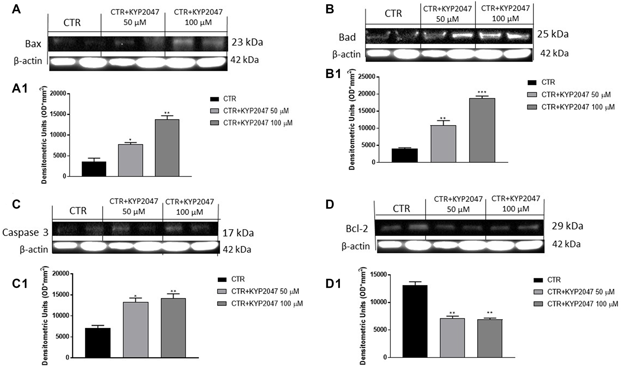 Effect of KYP-2047 on Bax, Bad, Caspase3 and Bcl-2 expression in CAL27 cells