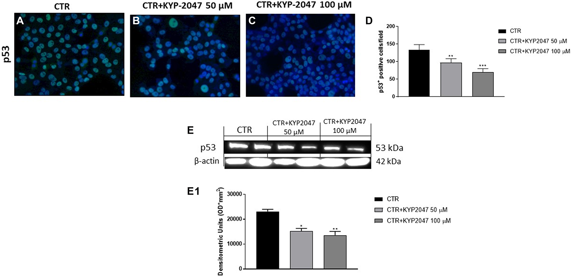 Effect of KYP-2047 on p53 expression in CAL27 cells