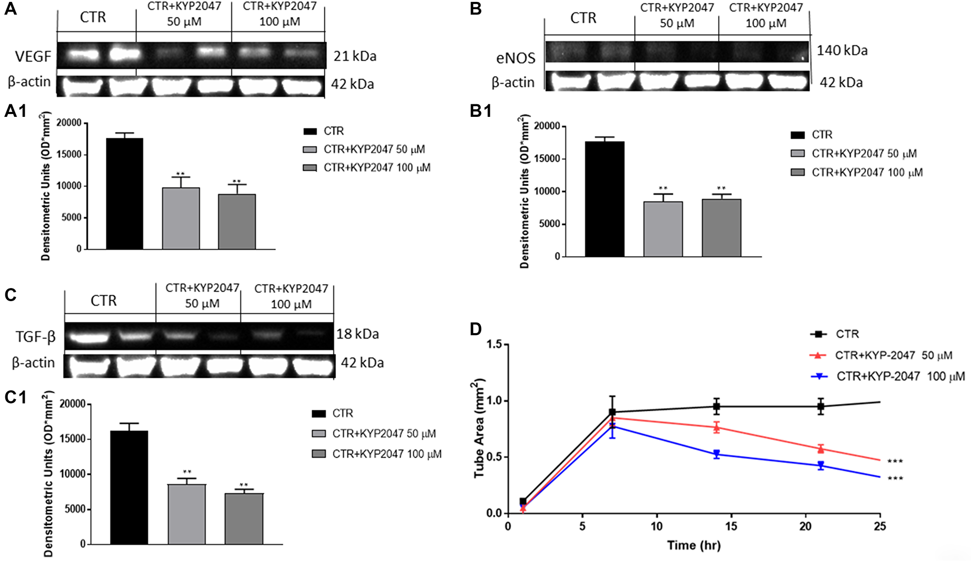 Effect of KYP-2047 on VEGF, eNOS and TGFβ expression in CAL27 cells