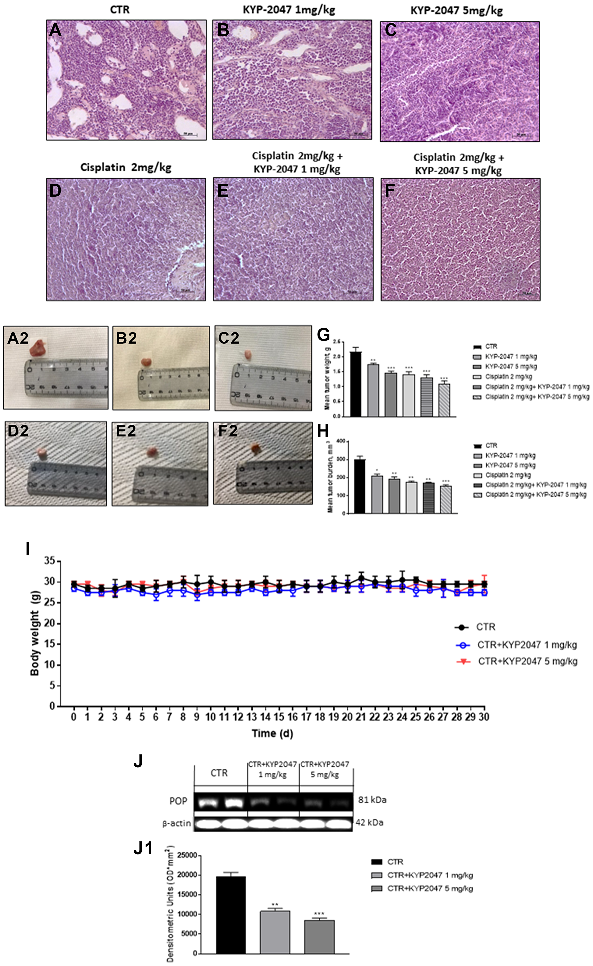 Effect of KYP-2047 on tumor growth