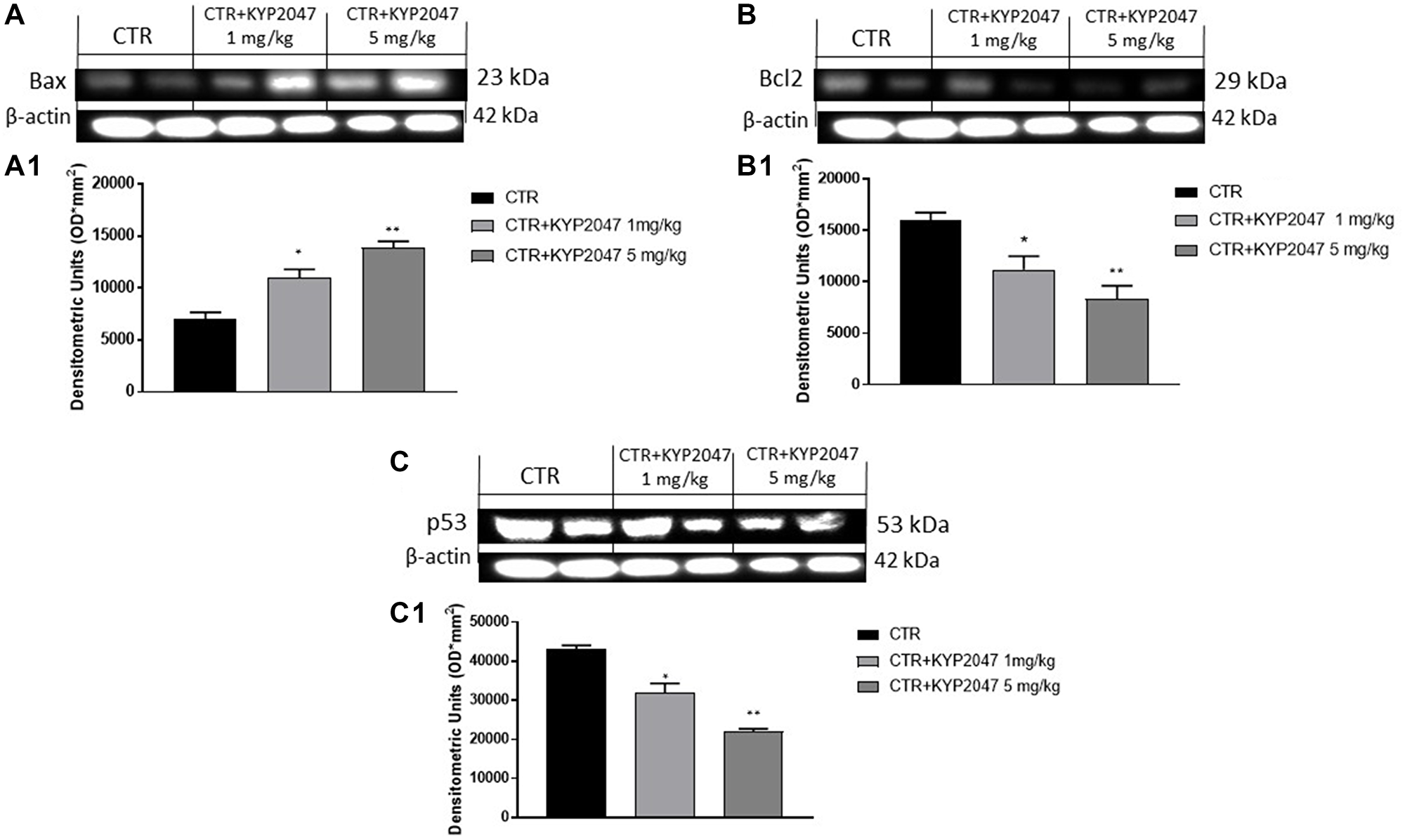 Effect of KYP-2047 on apoptosis pathway